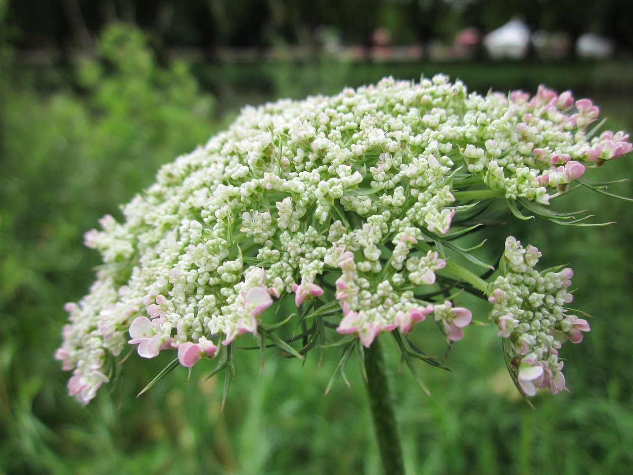 Daucus Carota,  Laukiniai Morkos,  Paukščio Lizdą,  Vyskupo Nėriniai,  Karalienės Anne Nėriniai,  Wildflower,  Flora,  Botanika,  Žiedynas,  Augalas