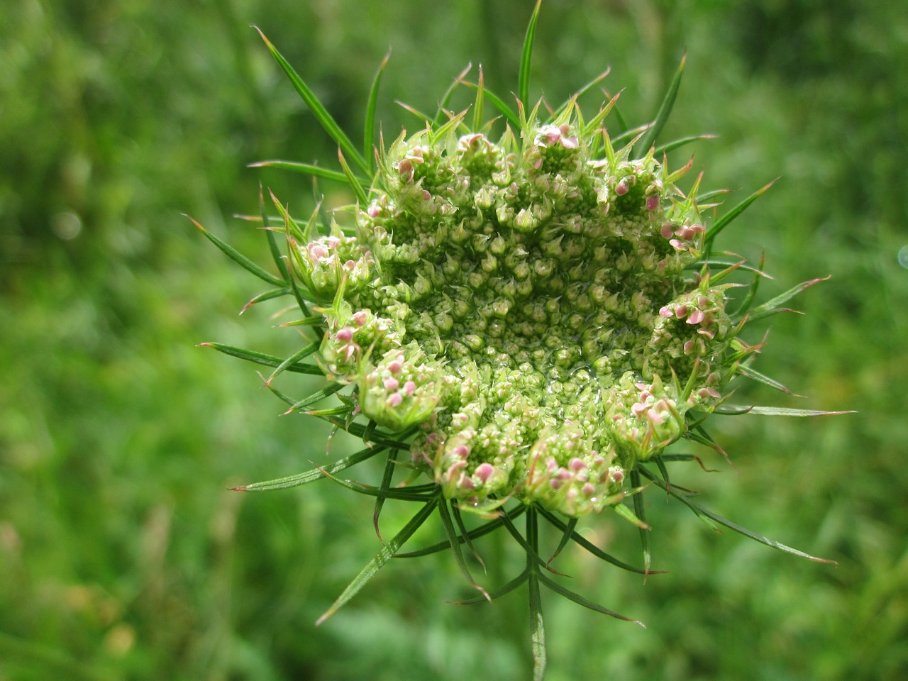 Daucus Carota,  Laukiniai Morkos,  Paukščio Lizdą,  Vyskupo Nėriniai,  Karalienės Anne Nėriniai,  Wildflower,  Flora,  Botanika,  Žiedynas,  Augalas