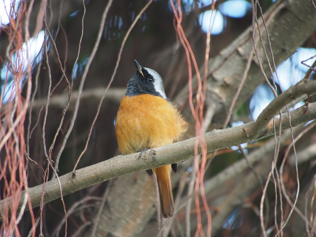 Daurian Redstart, Paukštis, Botanikos Sodas, Taipei, Nemokamos Nuotraukos,  Nemokama Licenzija