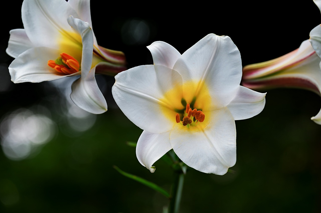 David-Lelija,  Lelija,  Baltos Spalvos,  Gėlės,  Lilium Davidii,  Augalų,  Liliaceae,  Žydi,  Botanikos,  Botanika