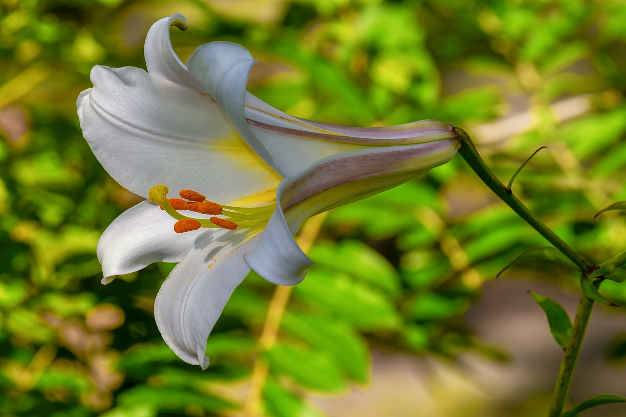 David-Lelija,  Lilium Davidii,  Augalų,  Lelija,  Liliaceae,  Baltos Spalvos,  Grožio,  Gražus,  Žiedas,  Žydi