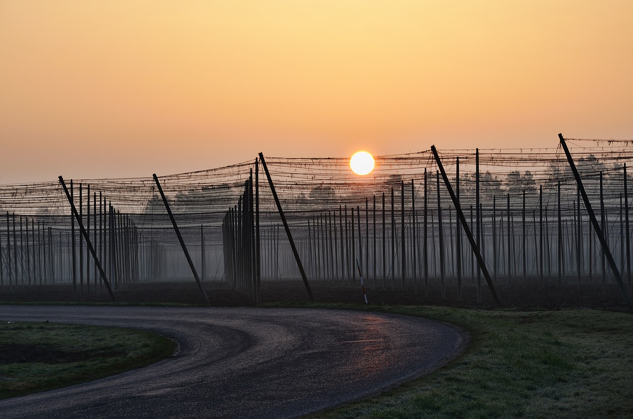 Dawn,  Chmelnice,  Sunrise,  Hopas Laukas, Nemokamos Nuotraukos,  Nemokama Licenzija