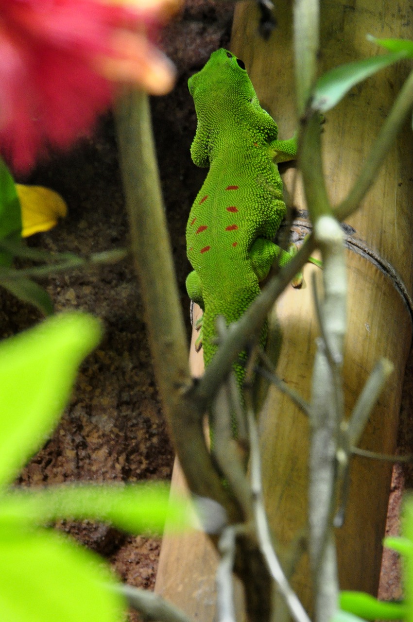 Dienos Gecko, Malagasy Taggecko, Gecko, Ropliai, Žalias, Raudona, Driežas, Nemokamos Nuotraukos,  Nemokama Licenzija
