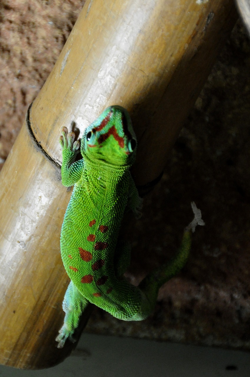 Dienos Gecko, Malagasy Taggecko, Gecko, Ropliai, Žalias, Raudona, Driežas, Nemokamos Nuotraukos,  Nemokama Licenzija