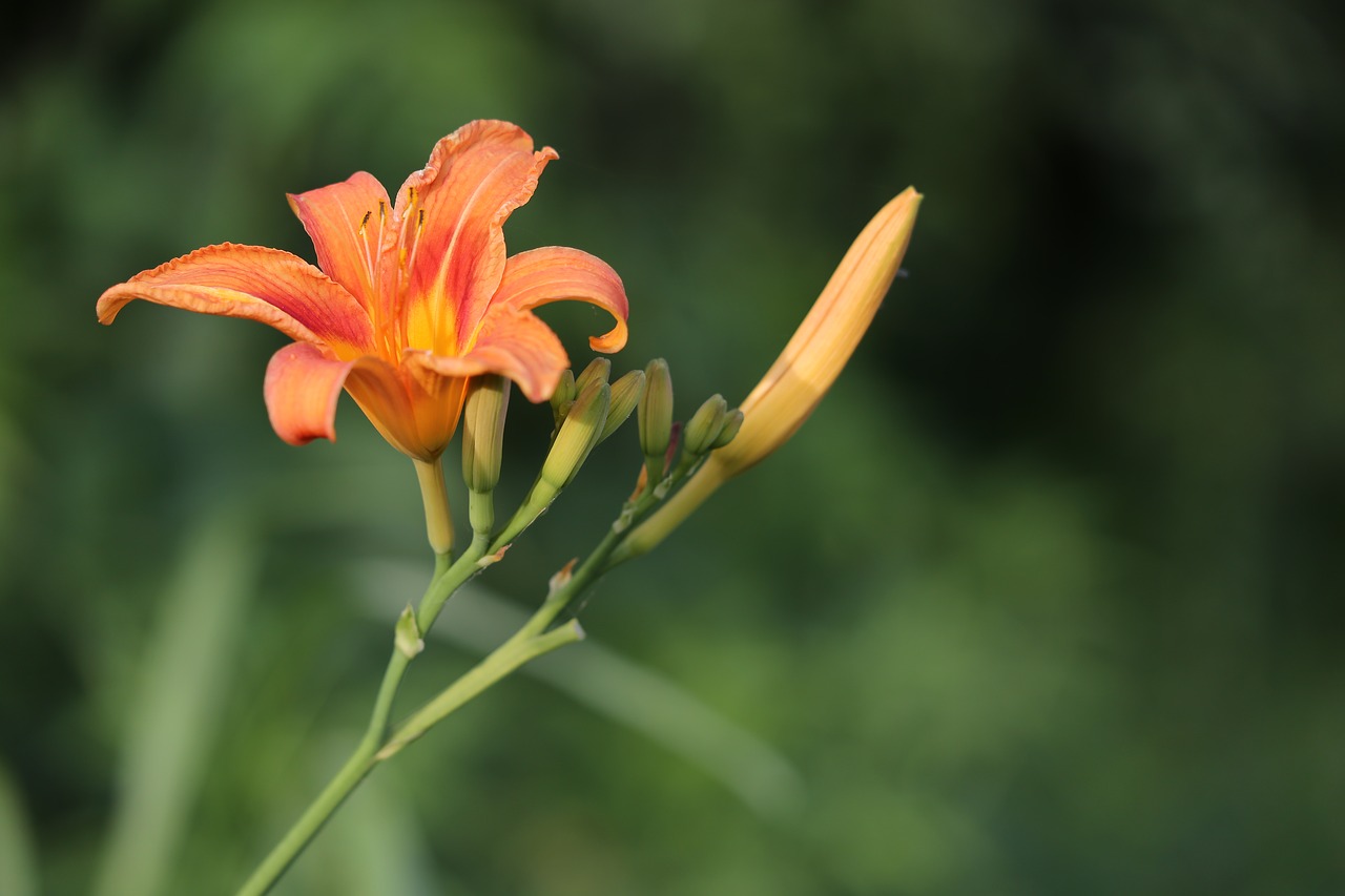 Dieną Lelija,  Laukinių Lelija,  Hemerocallis Fulva,  Oranžinė,  Žalias,  Gėlė,  Netoli Mediena,  Lapai,  Apdaila,  Pobūdį