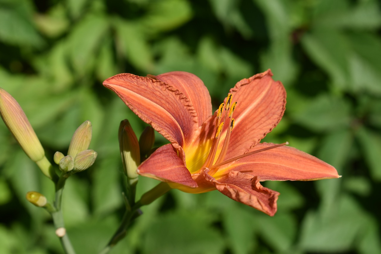 Dieną Lelija,  Oranžinė,  Gėlė,  Žydi,  Grožio,  Žiedlapiai,  Pobūdį,  Meilė,  Gražus,  Floros