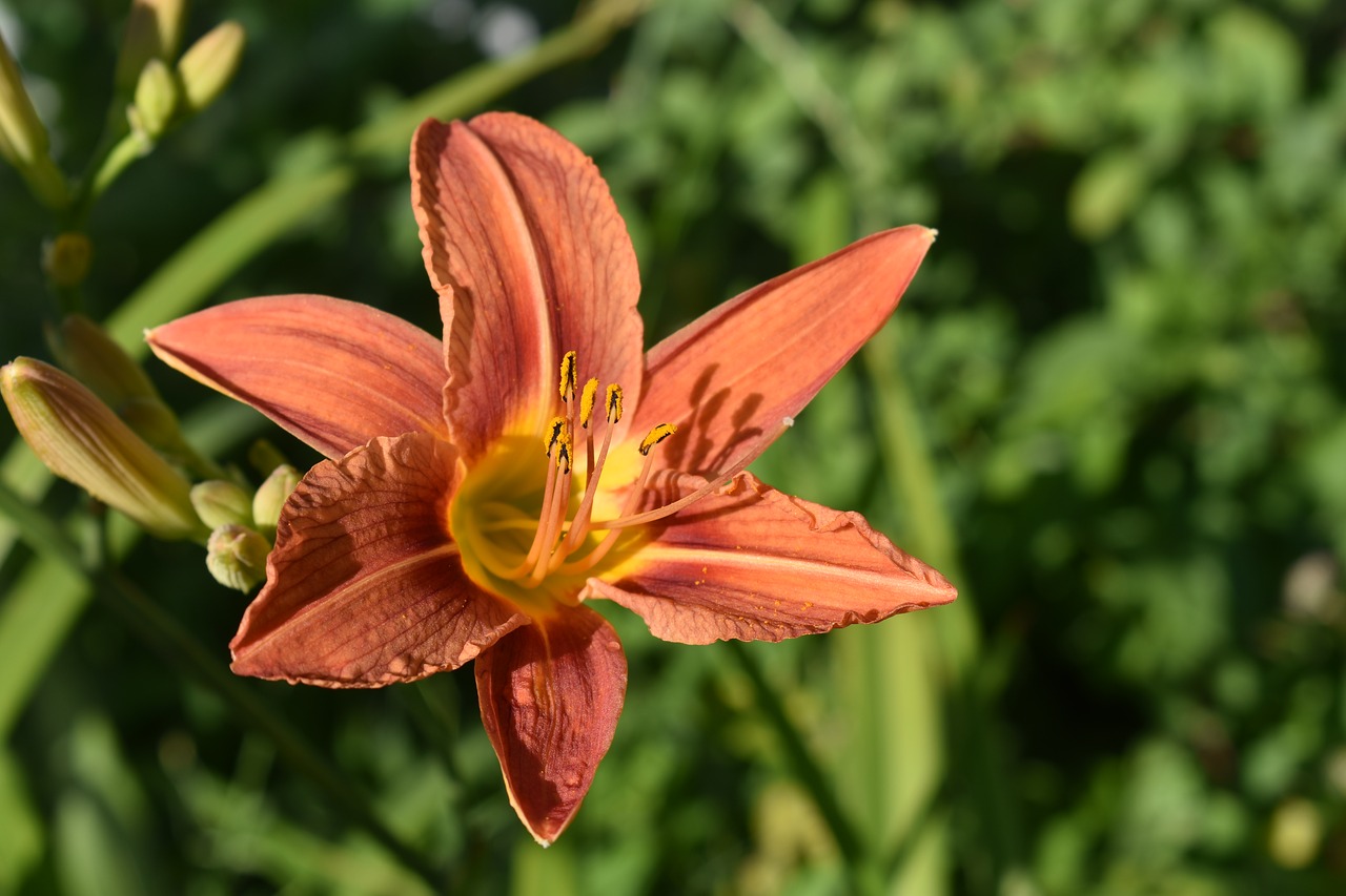 Dieną Lelija,  Oranžinė,  Gėlė,  Žydi,  Grožio,  Žiedlapiai,  Pobūdį,  Meilė,  Gražus,  Floros