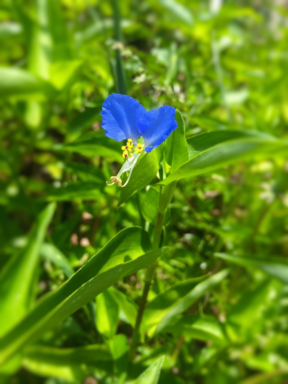 Dayflower, Gėlės, Mėlynas, Mėlyna-Violetinė, Geltona, Lapai, Žalias, Yokosuka, Parkavimosi Aikštelė, Japonija