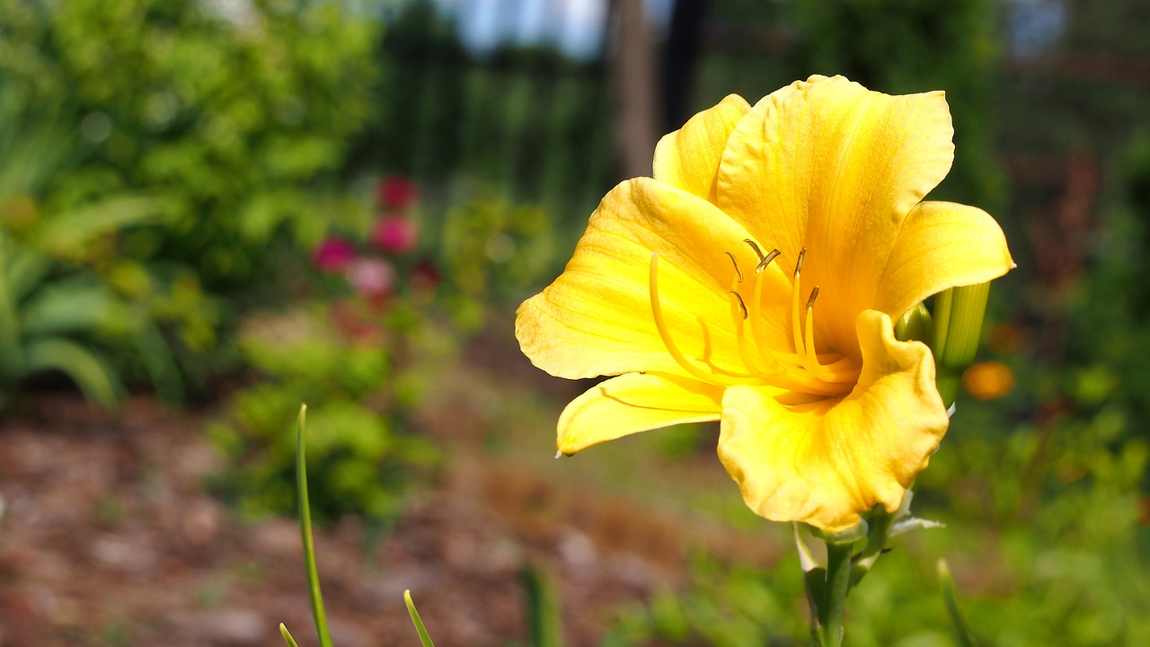 Daylilies, Gėlė, Dienos Lelijos, Geltona, Žydi, Sodas, Nemokamos Nuotraukos,  Nemokama Licenzija