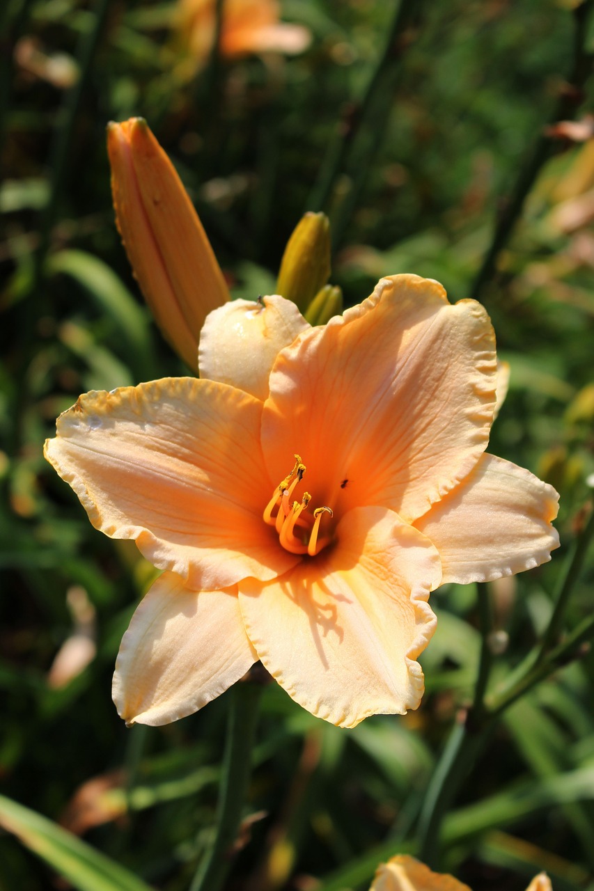 Daylilies, Dienos Lelijos, Gėlė, Augalas, Sodas, Nemokamos Nuotraukos,  Nemokama Licenzija