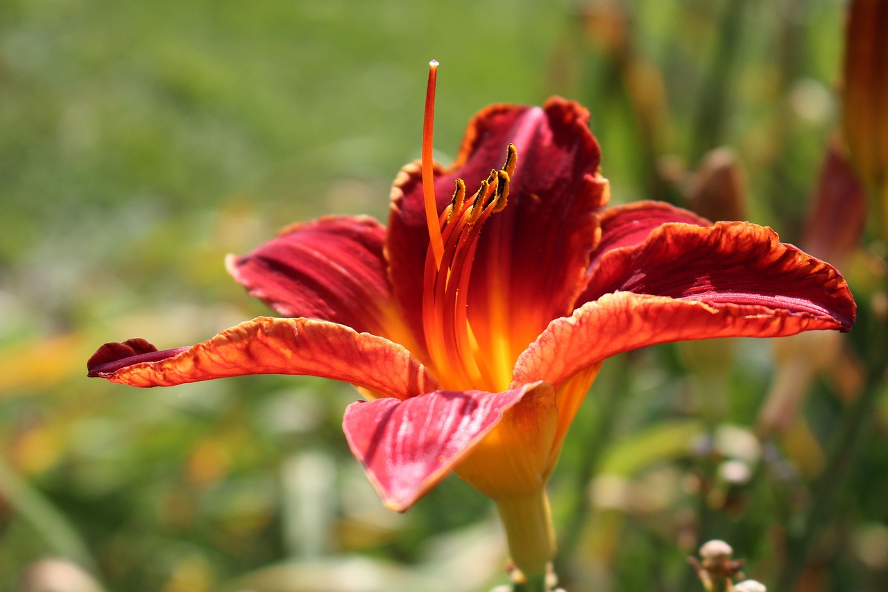 Daylilies, Dienos Lelijos, Gėlė, Augalas, Sodas, Nemokamos Nuotraukos,  Nemokama Licenzija