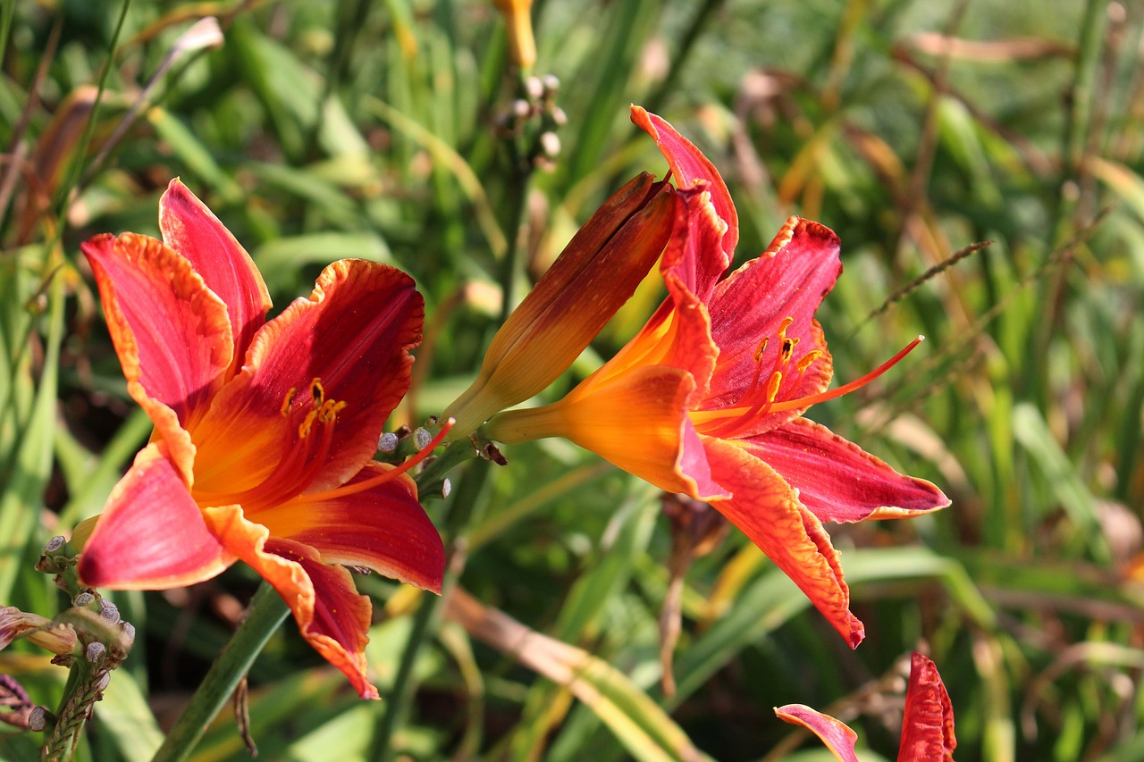 Daylilies, Dienos Lelijos, Gėlė, Augalas, Sodas, Nemokamos Nuotraukos,  Nemokama Licenzija