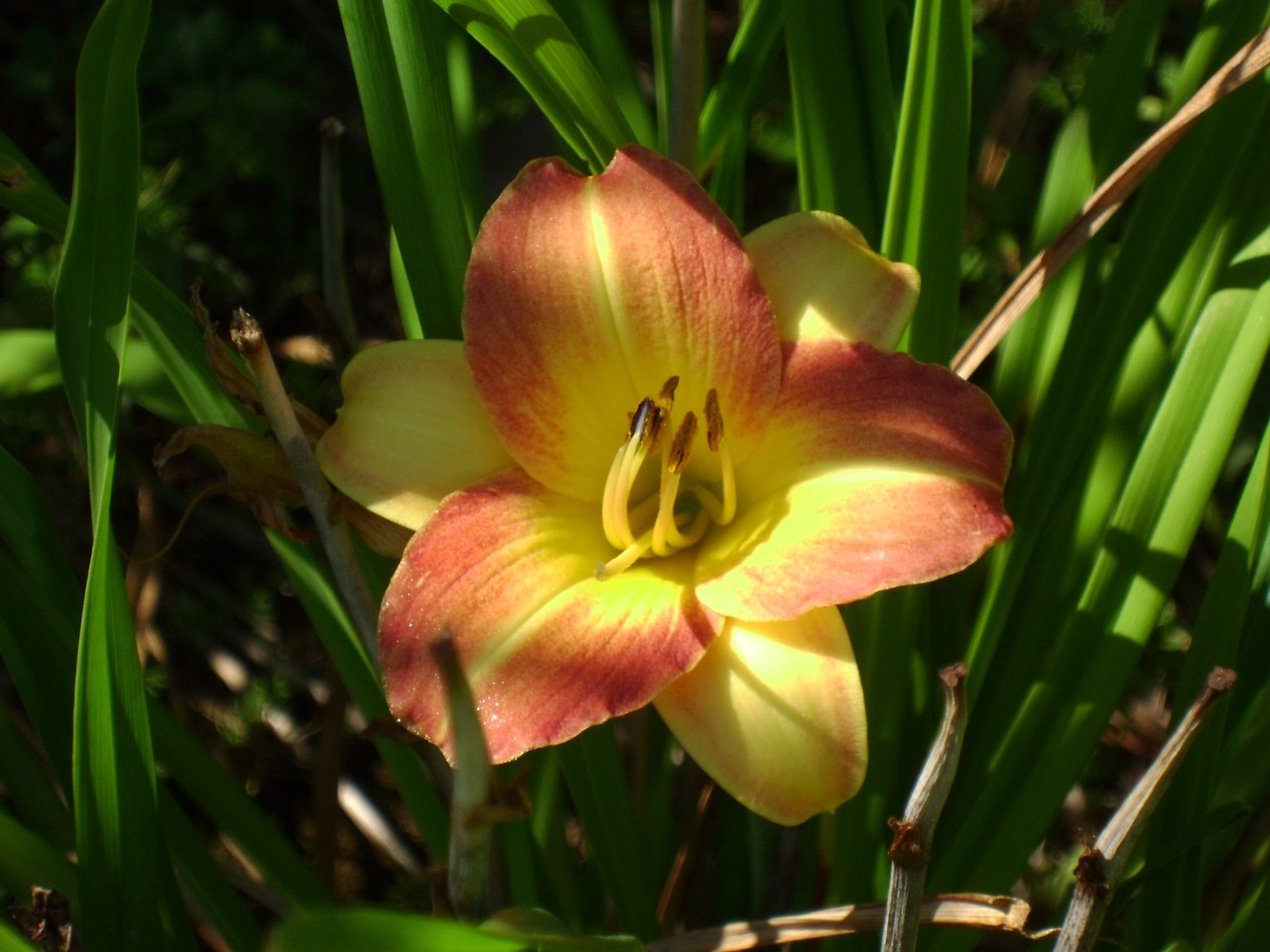 Dienos Diena, Hemerocallis, Geltona, Flora, Gamta, Gėlė, Oranžinė, Žiedas, Gėlė Izoliuota, Žydėti