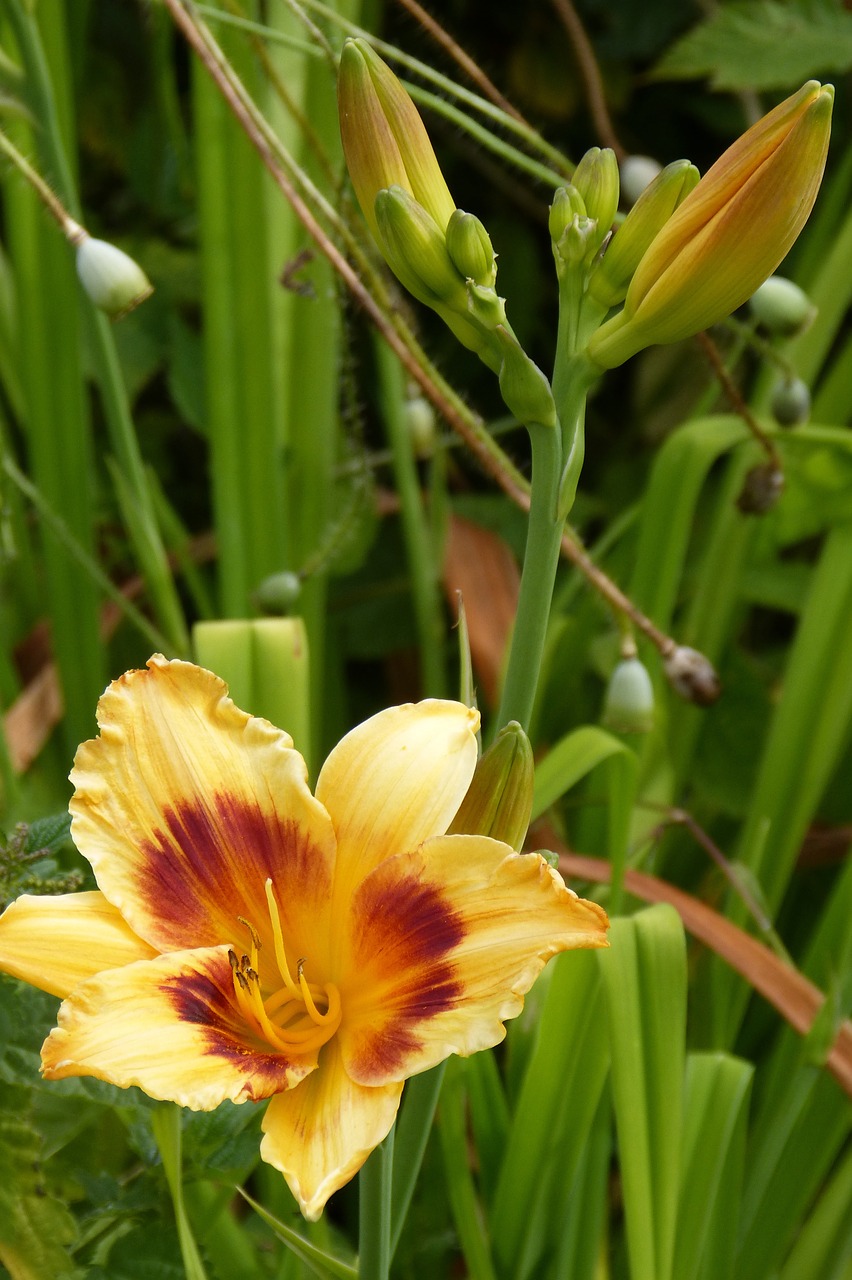 Dienos Diena, Lelija, Gėlė, Augalas, Sodas, Gėlių Sodas, Hemerocallis, Nemokamos Nuotraukos,  Nemokama Licenzija