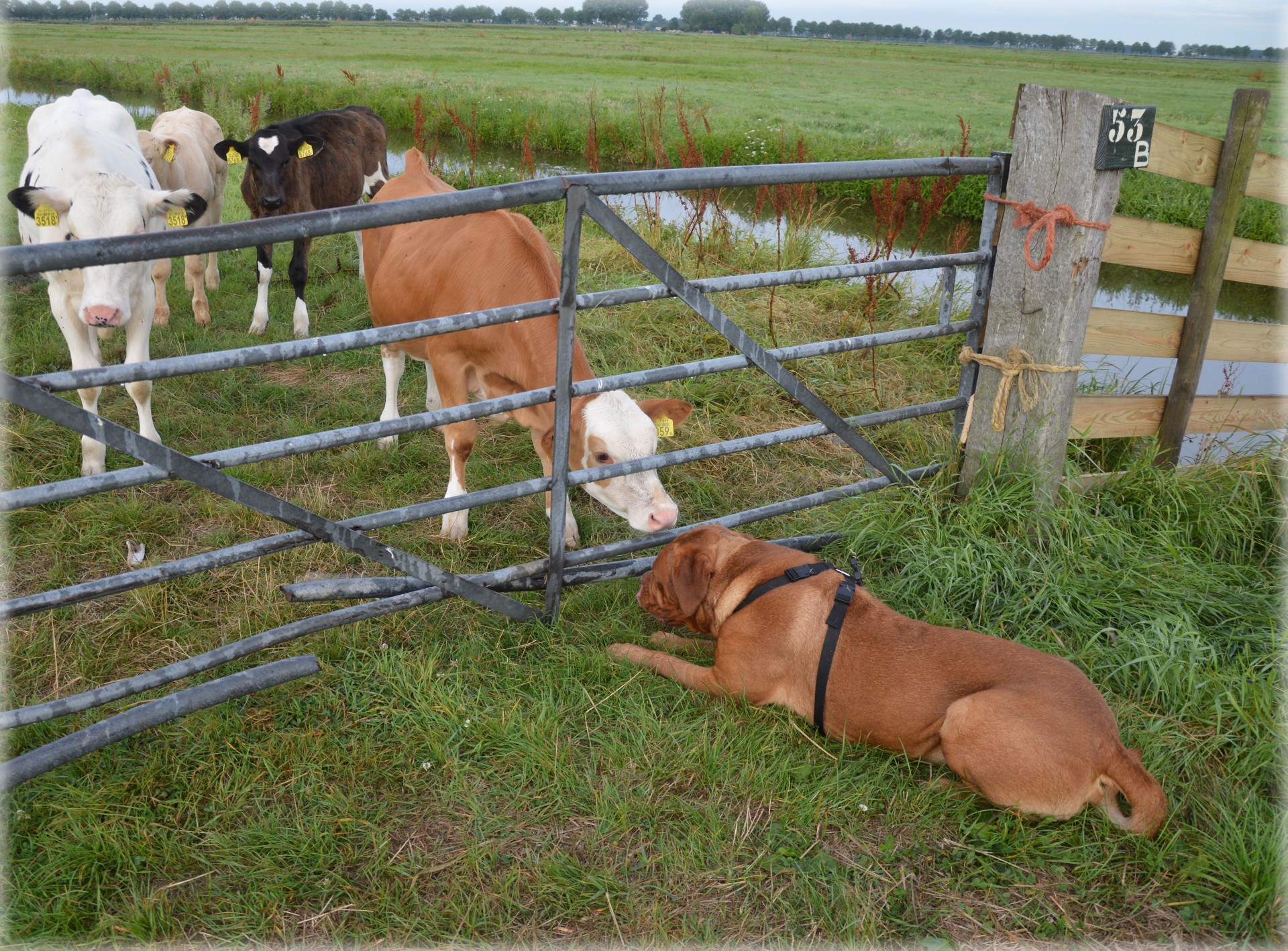 Šuo,  Karvė,  Bordo,  Ūkis,  53B (01) Kaimynai, Nemokamos Nuotraukos,  Nemokama Licenzija