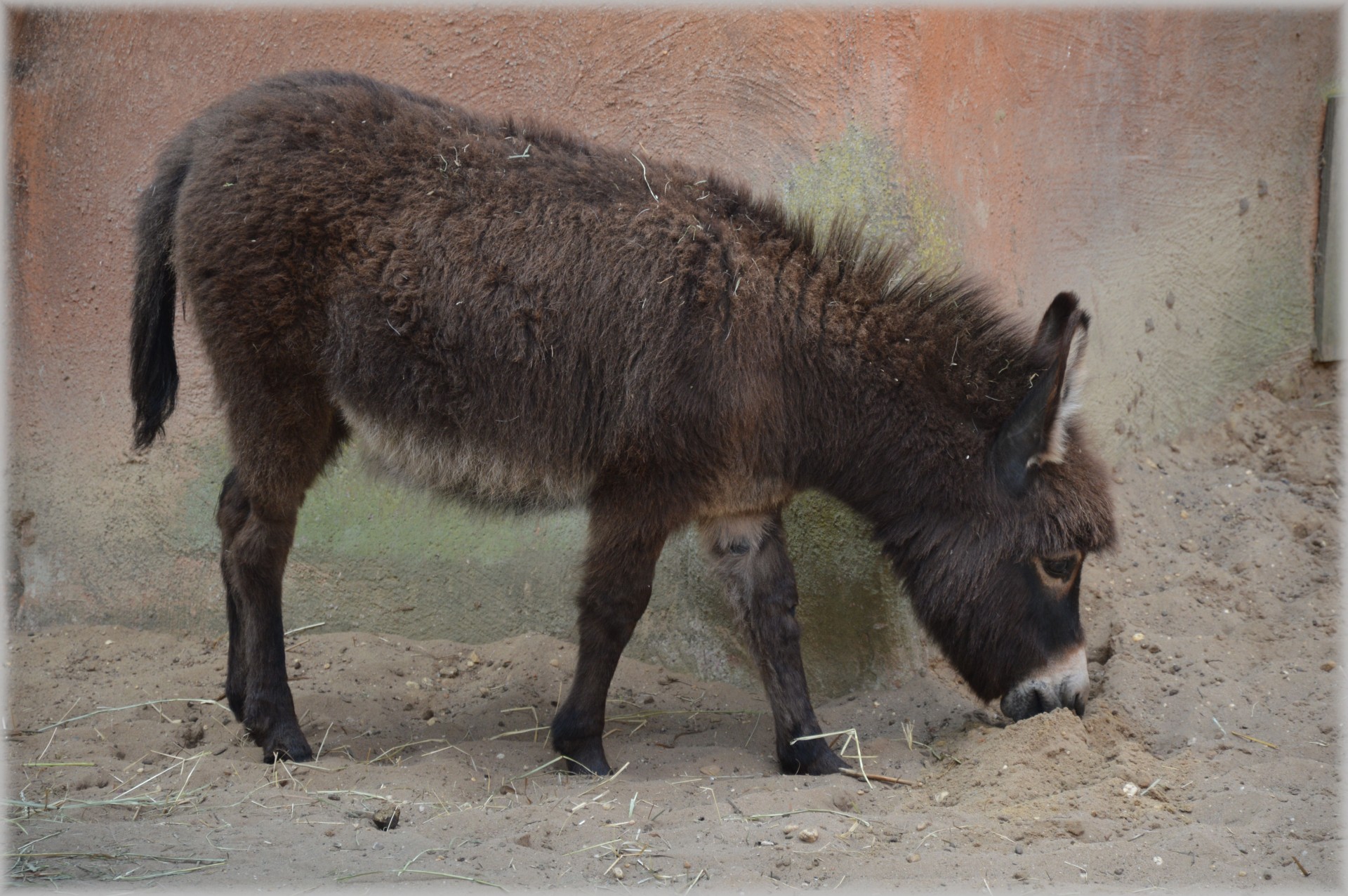 Asilas,  Mule,  Kvailas,  Užsispyręs,  Gyvūnas,  Pakuotė & Nbsp,  Gyvūnai,  Asilas 2, Nemokamos Nuotraukos,  Nemokama Licenzija