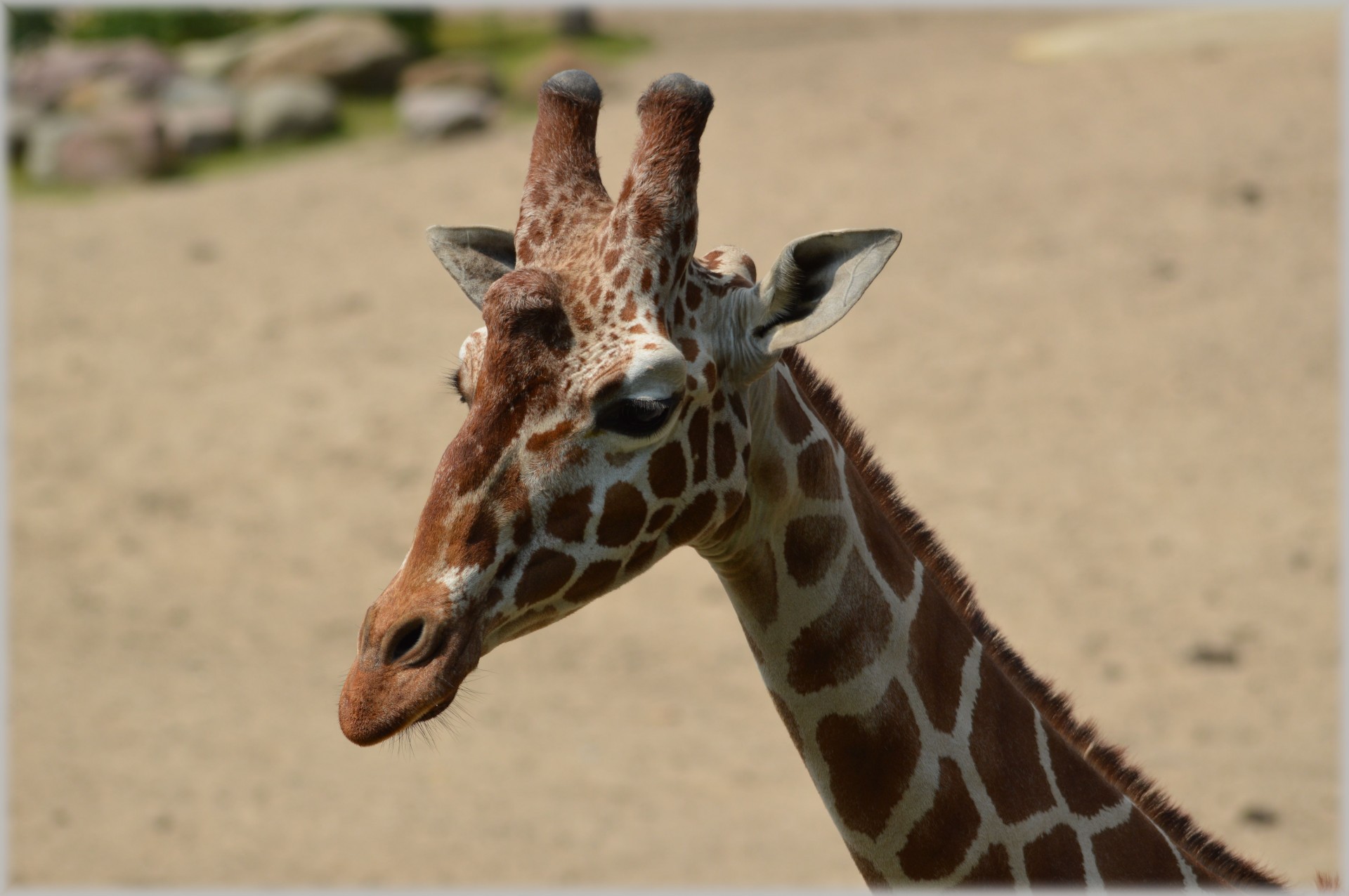 Žirafa,  Giraffa & Nbsp,  Camelopardalis,  Gyvūnas,  Savana,  Laukiniai,  Laukinė Gamta,  Parkai,  Zoologijos Sodas,  Kaklas
