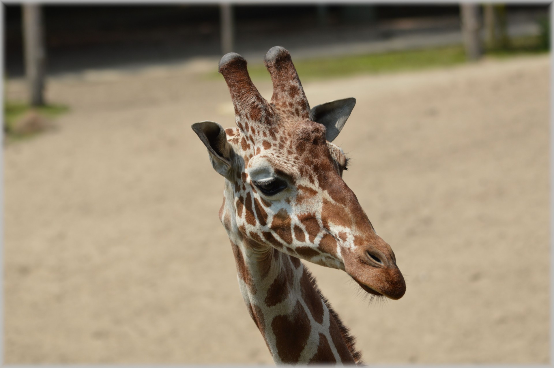 Žirafa,  Giraffa & Nbsp,  Camelopardalis,  Gyvūnas,  Savana,  Laukiniai,  Laukinė Gamta,  Parkai,  Zoologijos Sodas,  Kaklas