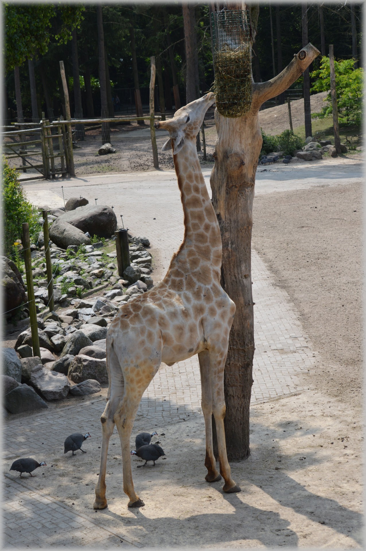 Žirafa,  Giraffa & Nbsp,  Camelopardalis,  Gyvūnas,  Savana,  Laukiniai,  Laukinė Gamta,  Parkai,  Zoologijos Sodas,  Kaklas