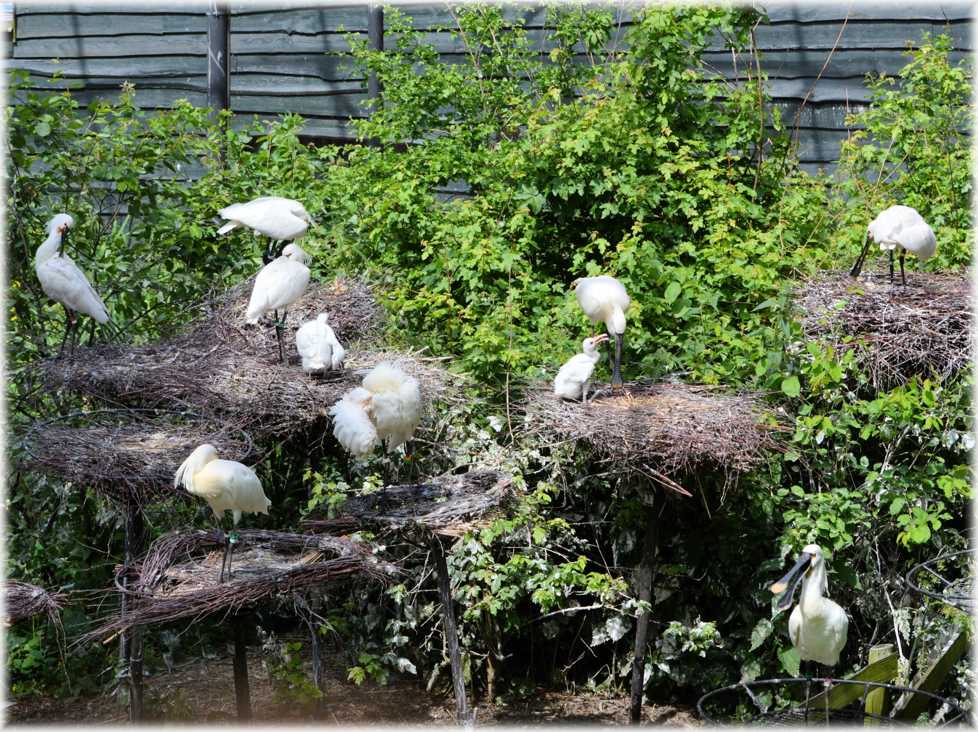 Spoonbill,  Jaunas,  Gamta,  Paukštis,  Vanduo & Nbsp,  Paukštis,  Gyvūnas,  Pavasaris,  Artis,  Holland