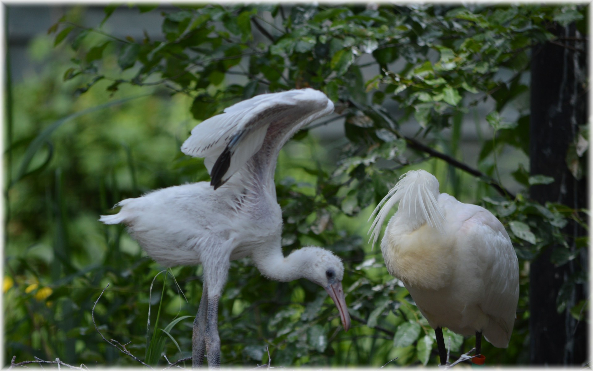 Spoonbill,  Jaunas,  Gamta,  Paukštis,  Vanduo & Nbsp,  Paukštis,  Gyvūnas,  Pavasaris,  Artis,  Holland