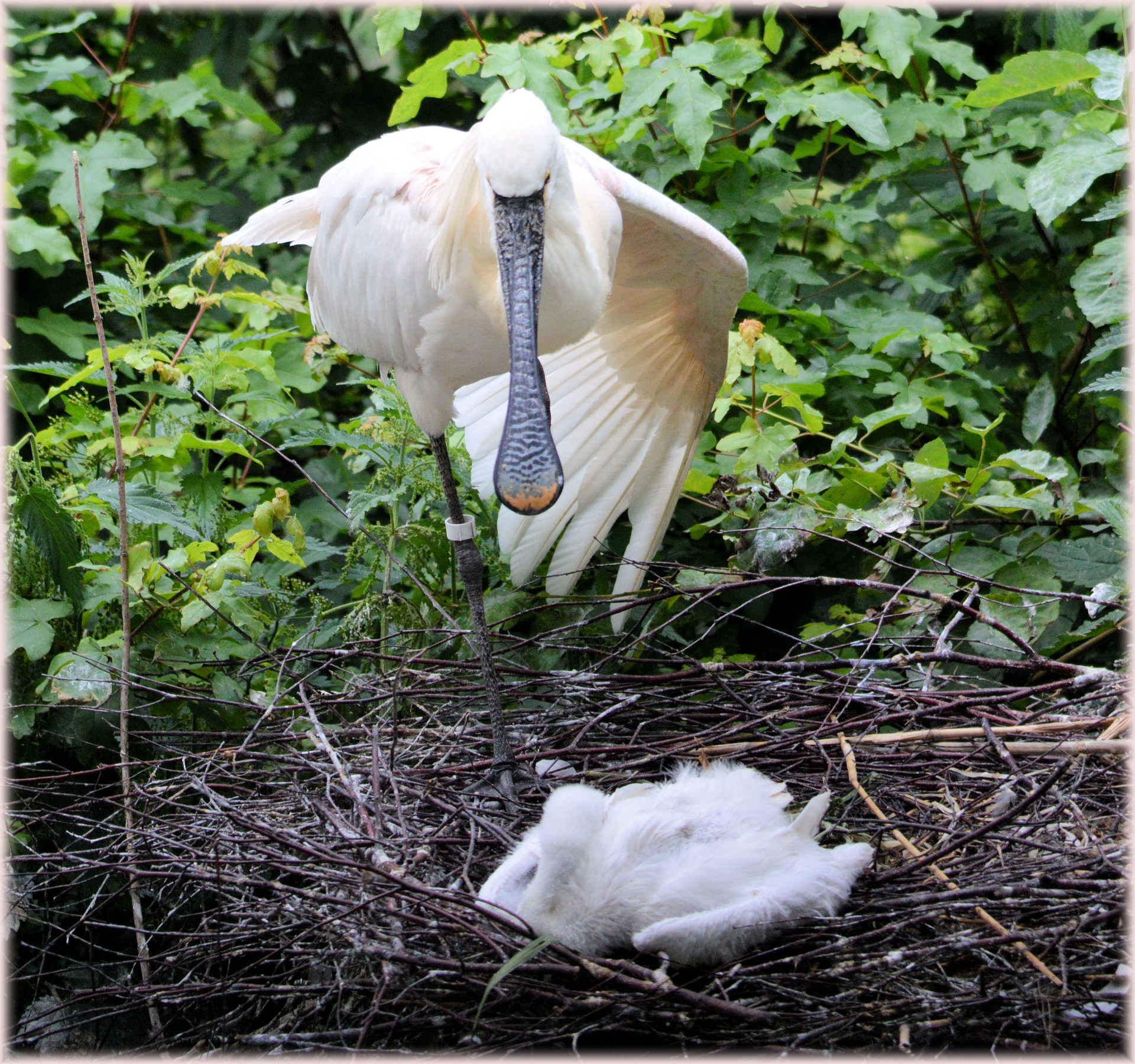 Spoonbill,  Jaunas,  Gamta,  Paukštis,  Vanduo & Nbsp,  Paukštis,  Gyvūnas,  Pavasaris,  Artis,  Holland