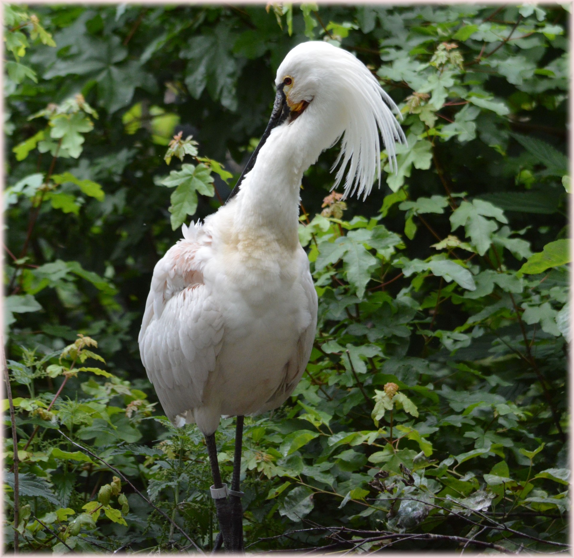 Spoonbill,  Jaunas,  Gamta,  Paukštis,  Vanduo & Nbsp,  Paukštis,  Gyvūnas,  Pavasaris,  Artis,  Holland