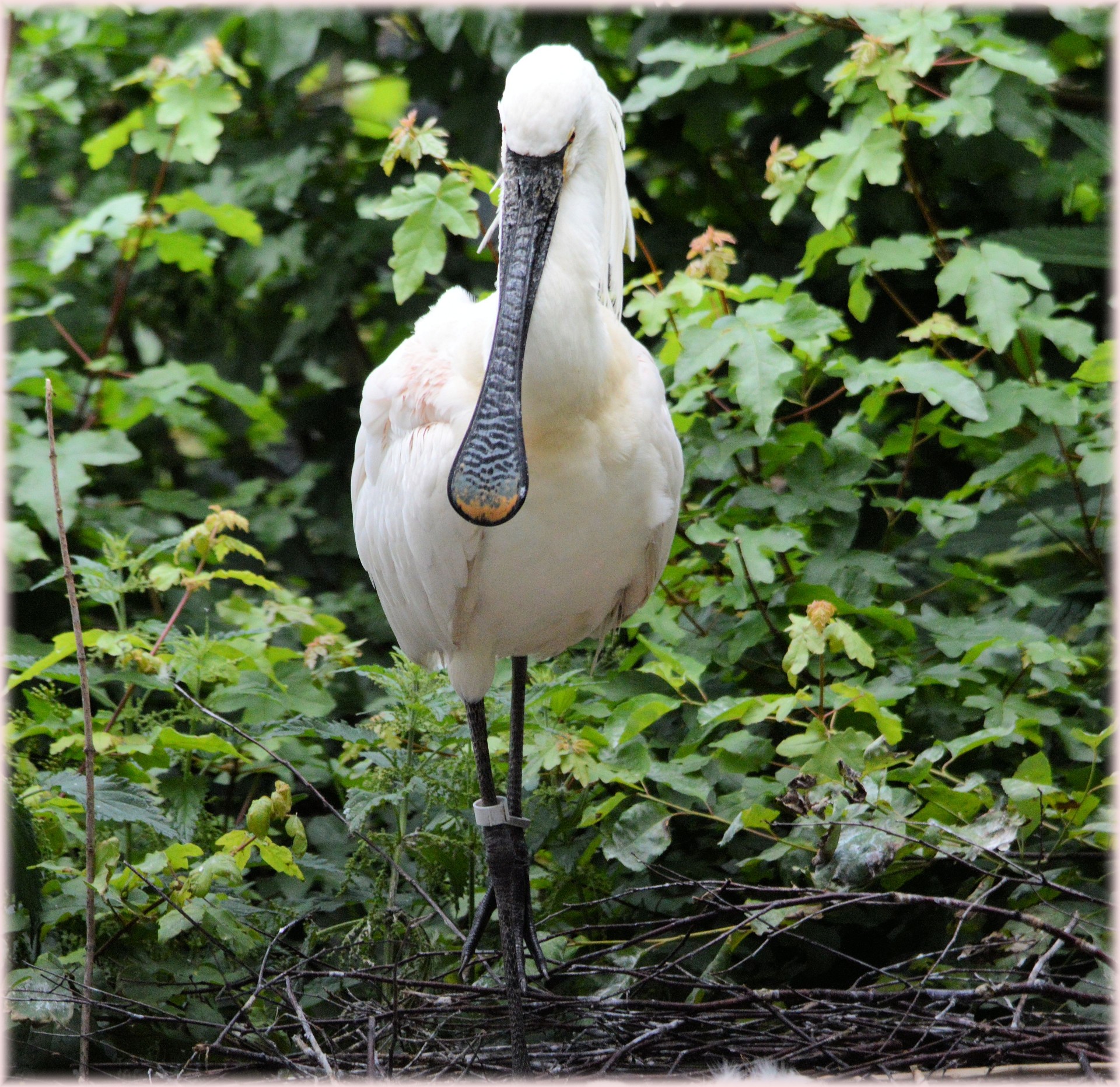 Spoonbill,  Jaunas,  Gamta,  Paukštis,  Vanduo & Nbsp,  Paukštis,  Gyvūnas,  Pavasaris,  Artis,  Holland