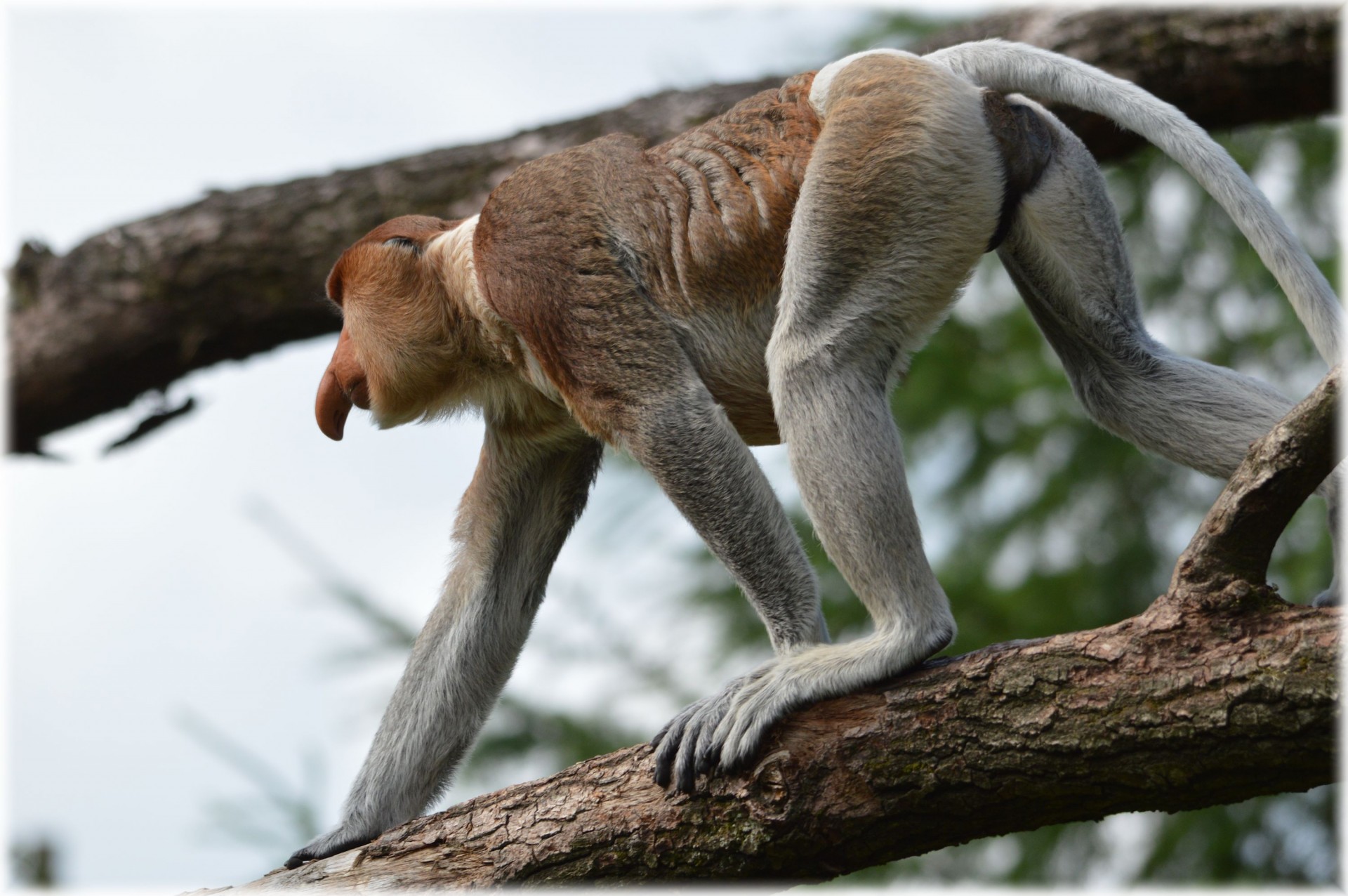 Proboscis & Nbsp,  Beždžionė,  Retas,  Beždžionė,  Zoologijos Sodas,  Beždžionių Rinkinys 2.3, Nemokamos Nuotraukos,  Nemokama Licenzija