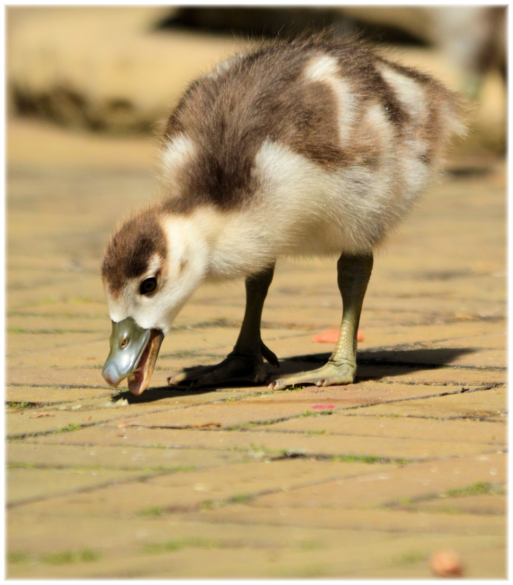 Žąsis,  Nulis & Nbsp,  Žąsis,  Jauni,  Spalvinga,  Paukštis,  Artis,  Holland,  Zoologijos Sodas,  Vasara