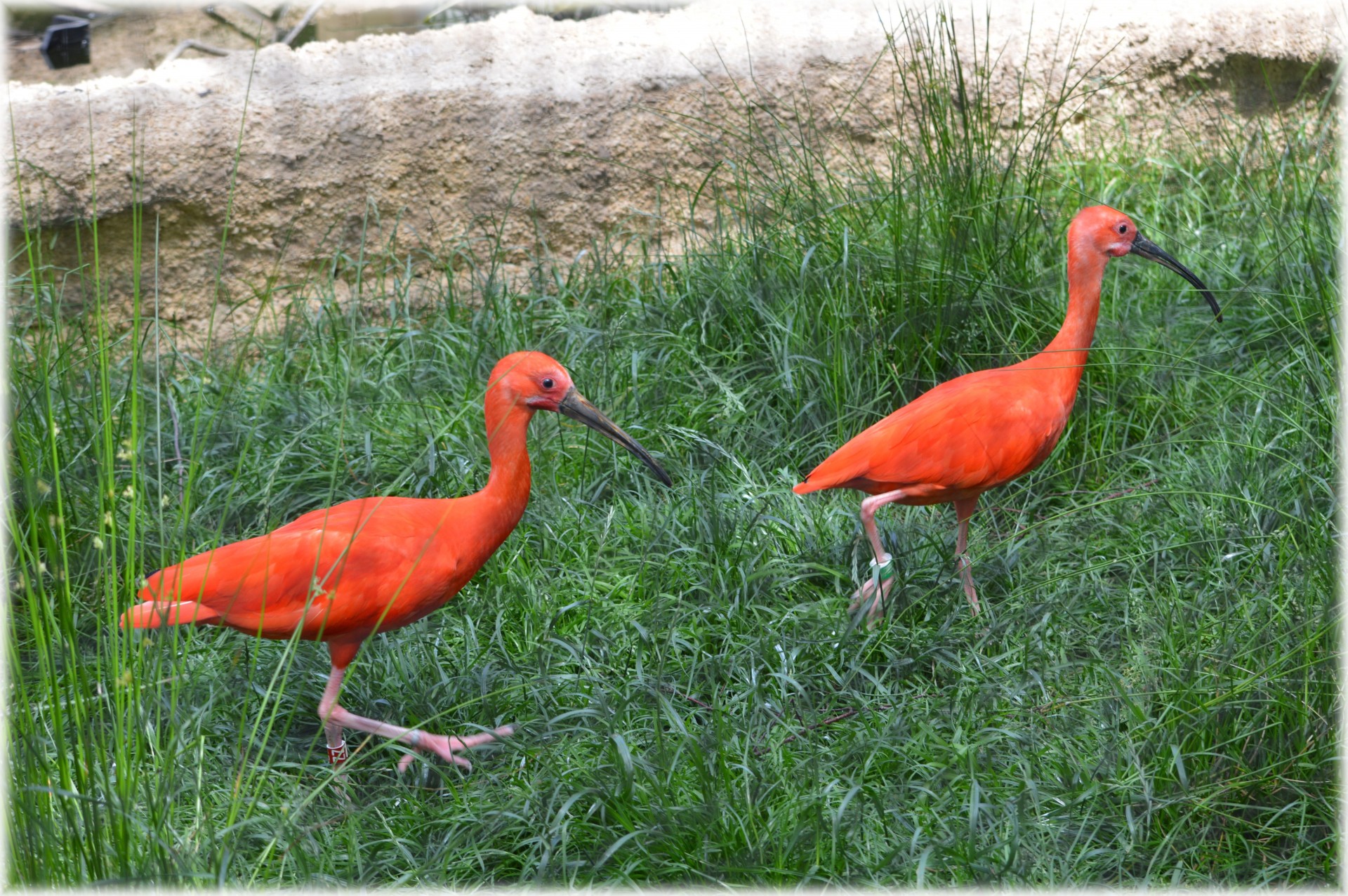 Raudona & Nbsp,  Ibis,  Raudona & Nbsp,  Ibis,  Ibis,  Raudona,  Rožinis,  Paukštis,  Zoologijos Sodas,  Artis