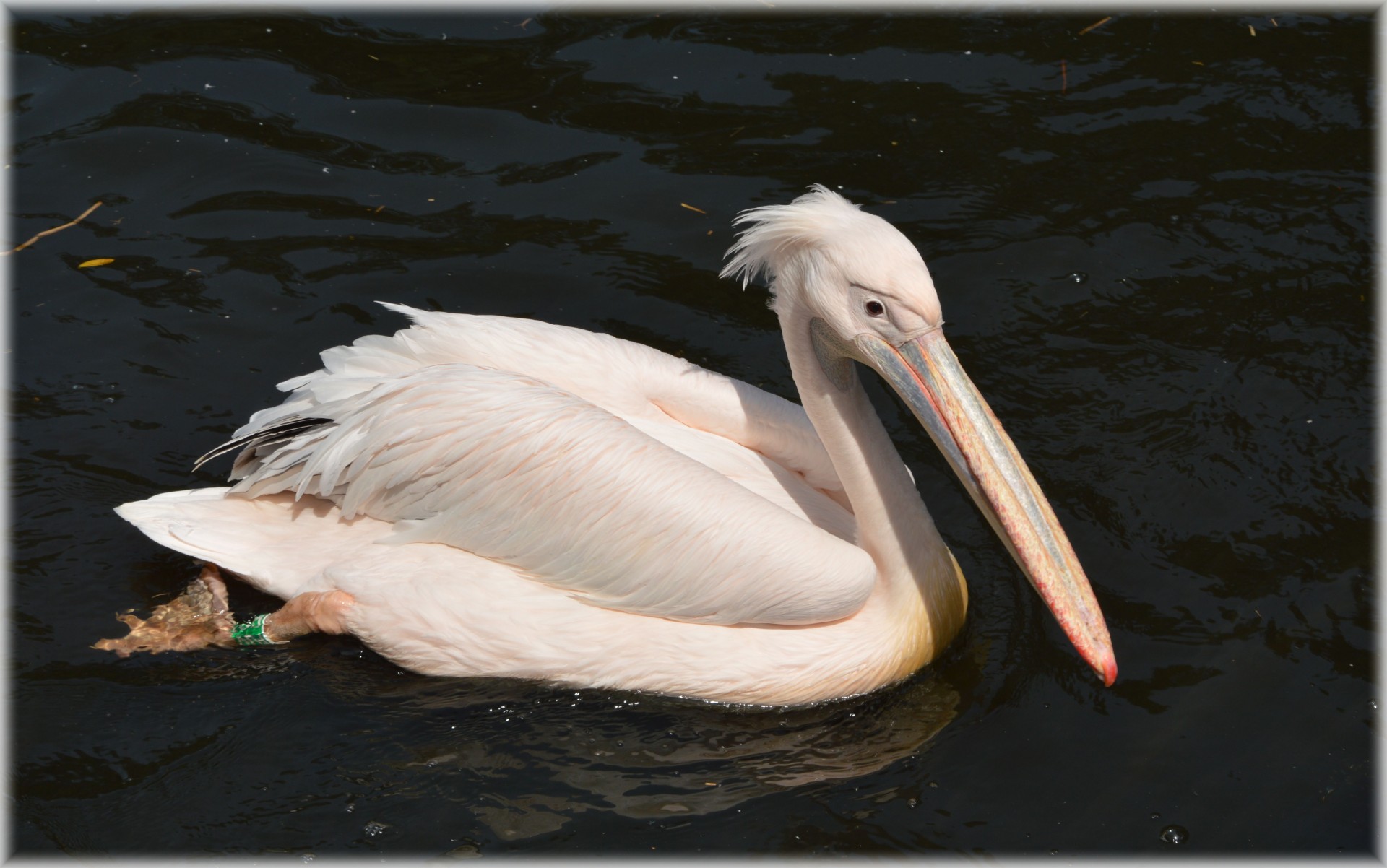 Pelican,  Rožinis,  Jaunas,  Gamta,  Paukštis,  Vanduo & Nbsp,  Paukštis,  Gyvūnas,  Artis,  Holland