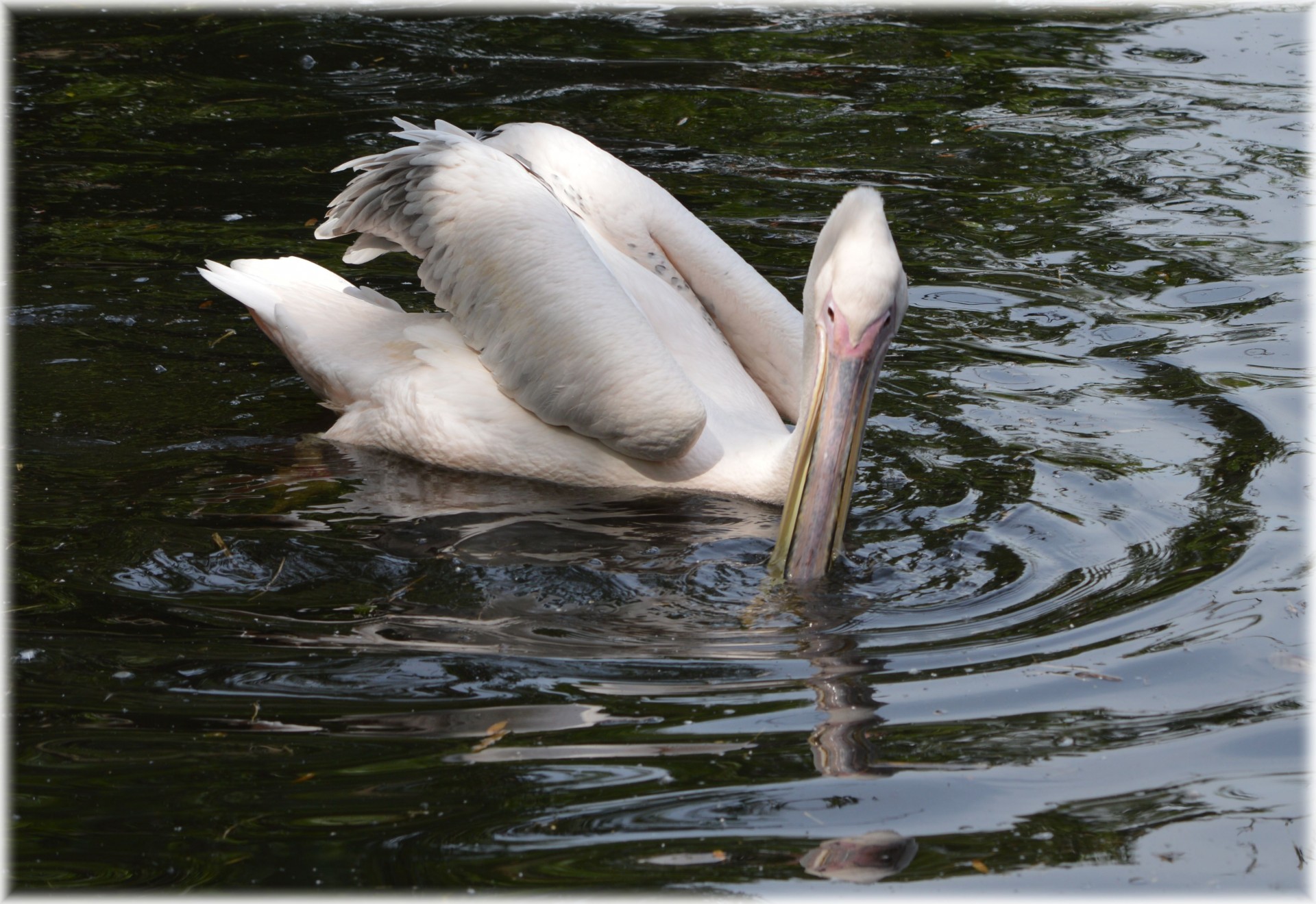 Pelican,  Rožinis,  Jaunas,  Gamta,  Paukštis,  Vanduo & Nbsp,  Paukštis,  Gyvūnas,  Artis,  Holland