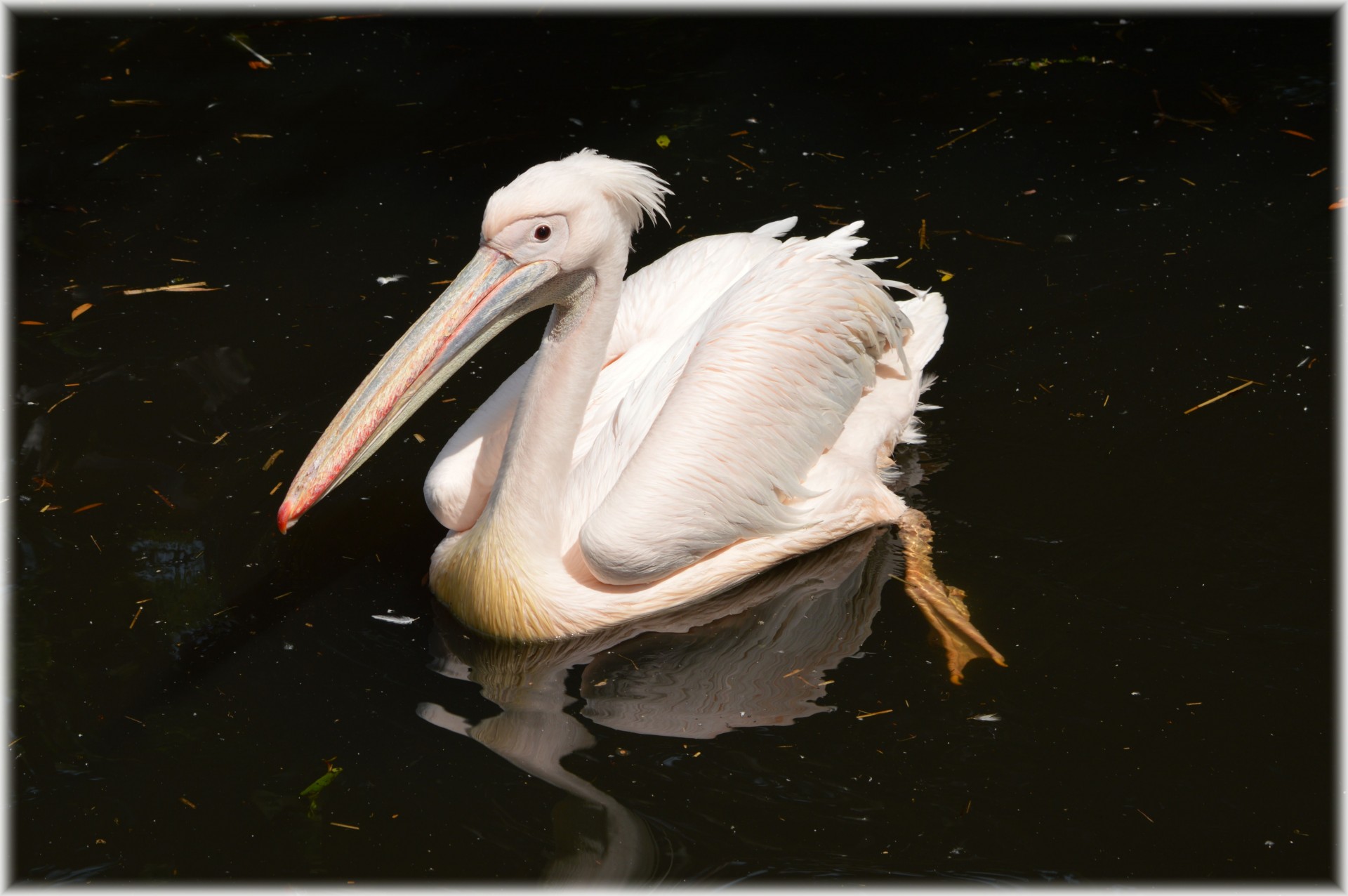 Pelican,  Rožinis,  Jaunas,  Gamta,  Paukštis,  Vanduo & Nbsp,  Paukštis,  Gyvūnas,  Artis,  Holland