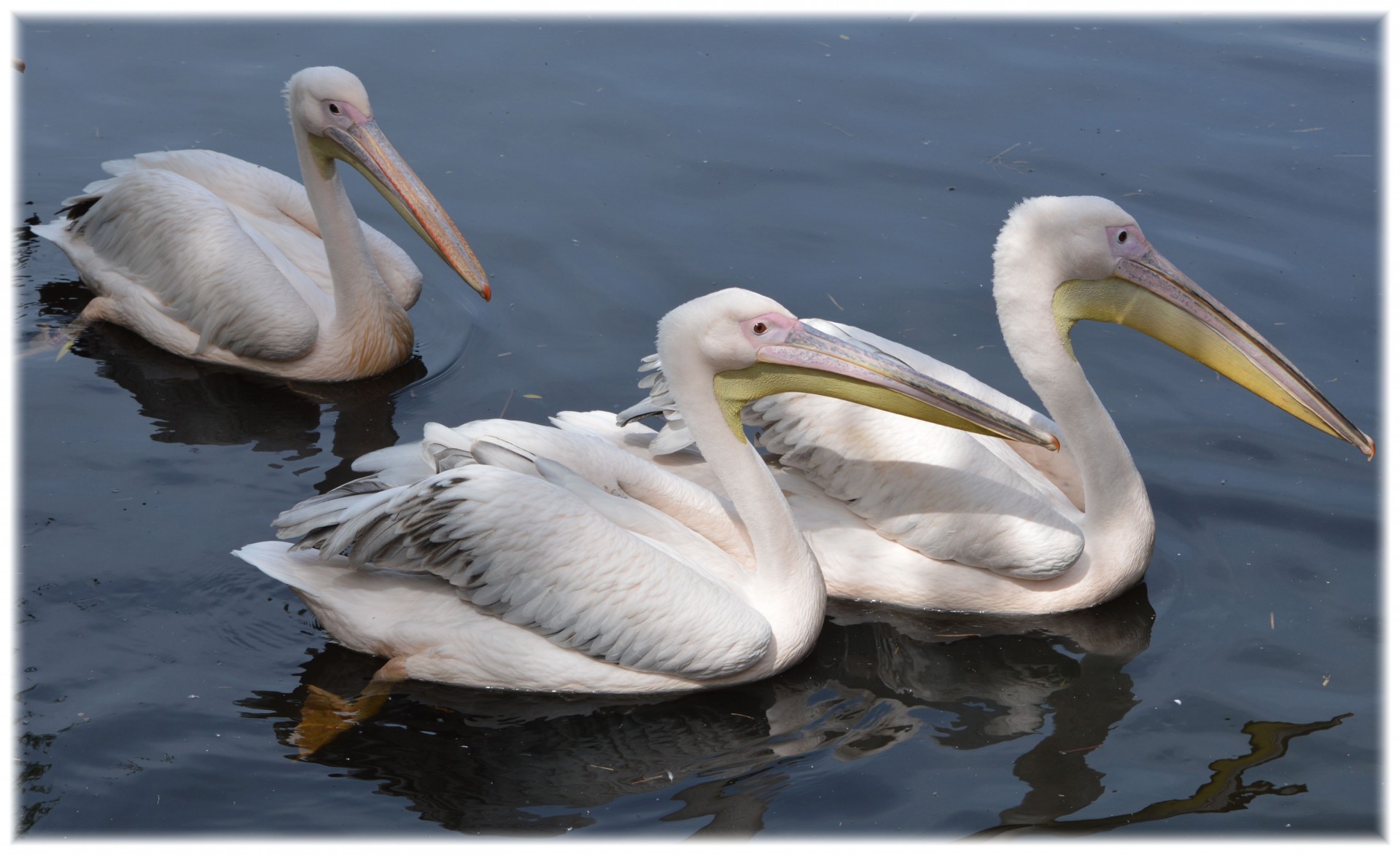 Pelican,  Rožinis,  Jaunas,  Gamta,  Paukštis,  Vanduo & Nbsp,  Paukštis,  Gyvūnas,  Artis,  Holland