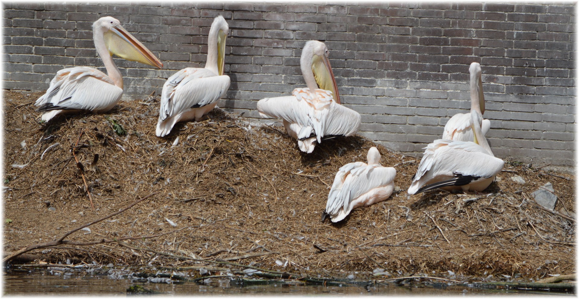 Pelican,  Rožinis,  Jaunas,  Gamta,  Paukštis,  Vanduo & Nbsp,  Paukštis,  Gyvūnas,  Artis,  Holland