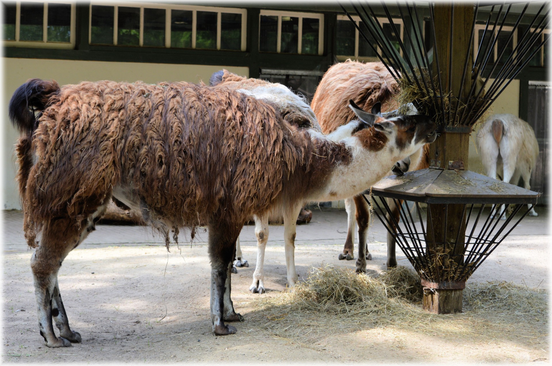 Lama,  Gyvūnas,  Zoologijos Sodas,  Vilnos,  Artis,  Amsterdamas,  Holland,  Serijos,  Kupranugaris,  Peru