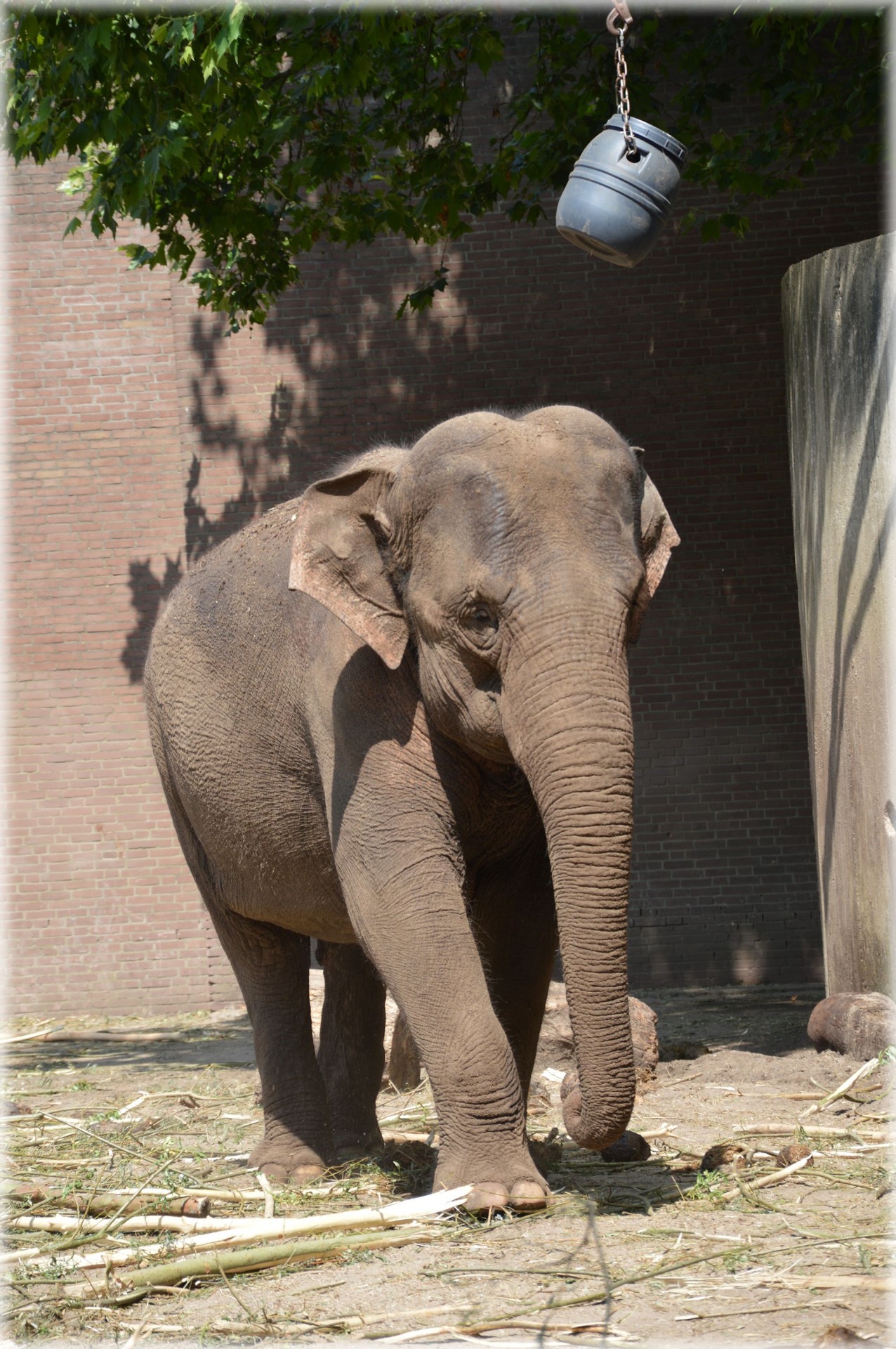 Asija,  Dramblys,  Zoologijos Sodas,  Sri Lankan Dramblys 6, Nemokamos Nuotraukos,  Nemokama Licenzija