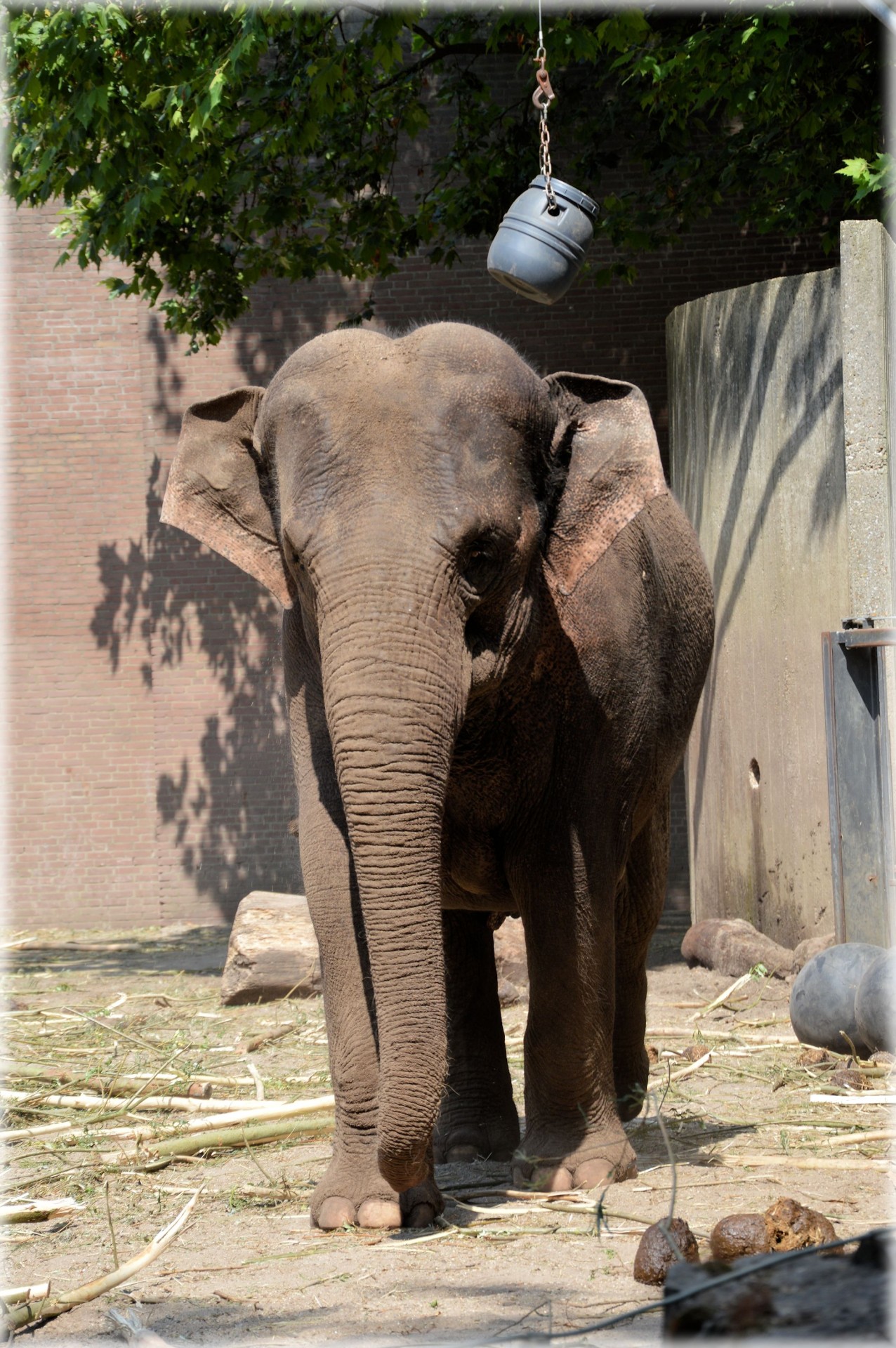 Asija,  Dramblys,  Zoologijos Sodas,  Sri Lankan Dramblys 7, Nemokamos Nuotraukos,  Nemokama Licenzija