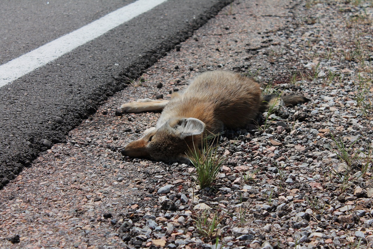 Miręs, Lapė, Nužudytas, Roadkill, Gyvūnų Perėjimas, Atsargiai, Saugumas Kelyje, Mirtis, Mažėja Laukinės Gamtos Buveinė, Gyventojų Skaičiaus Mažėjimas