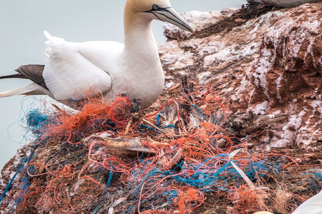 Miręs Paukštis,  Saugos Tinklas,  Dvasinis Tinklas,  Plastinės Atliekos,  Jūrų Tarša,  Tarša,  Plastmasinis,  Rizika,  Paukštis Miršta,  Jūros Paukščiai