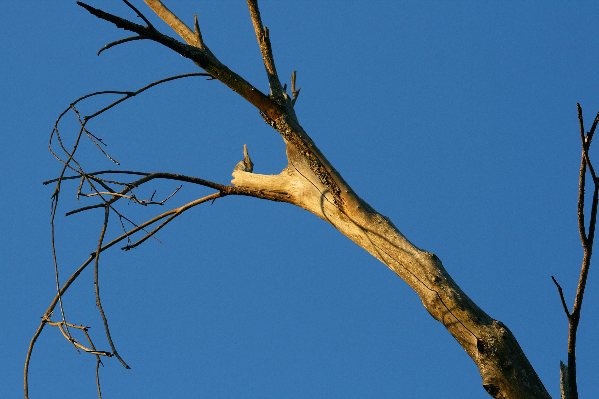 Branch's. Tree Branch. Branch картинка. Dead Branches. Dry Branch.