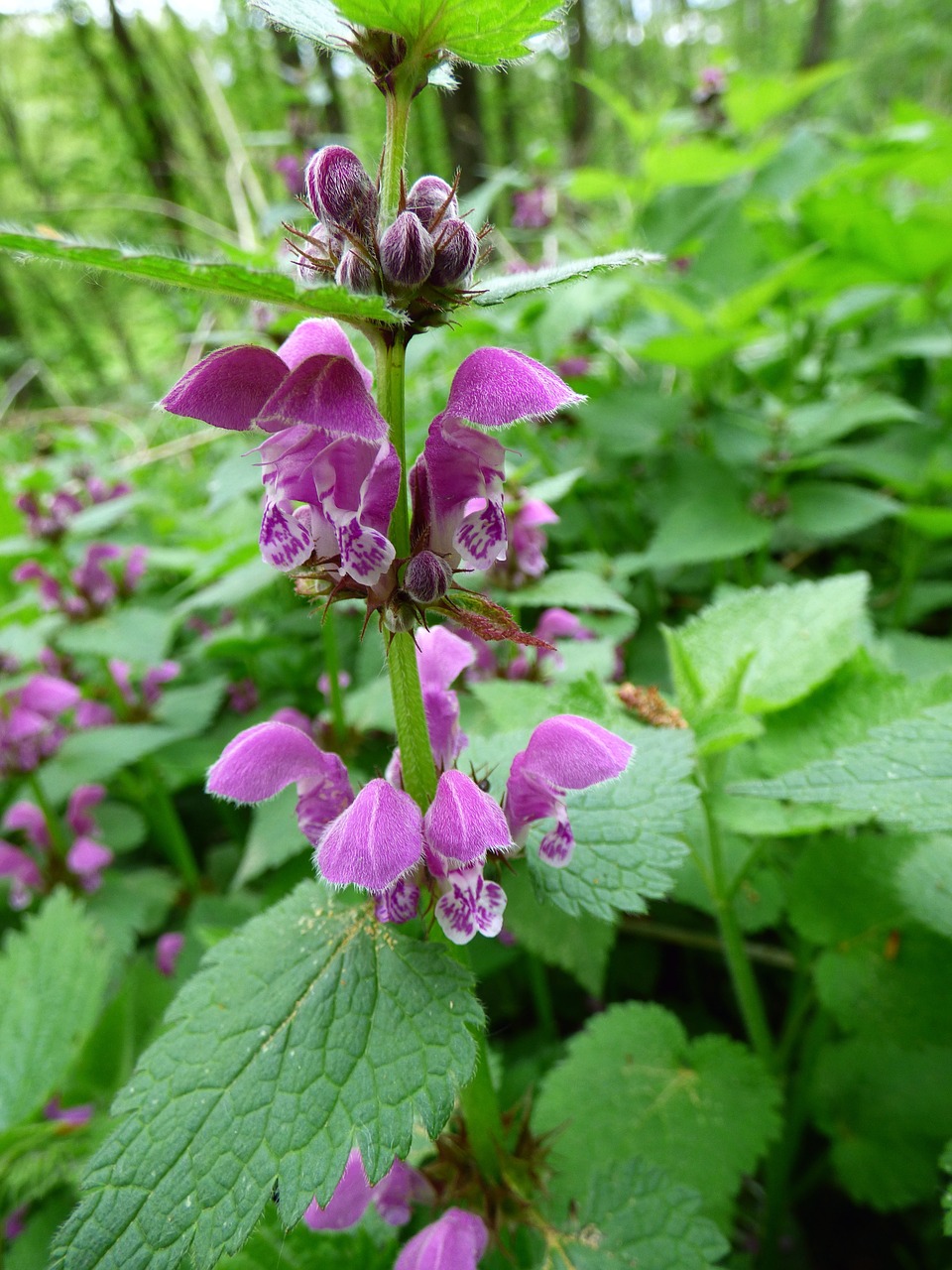 Miręs Dilbis, Violetinė, Gamta, Nemokamos Nuotraukos,  Nemokama Licenzija