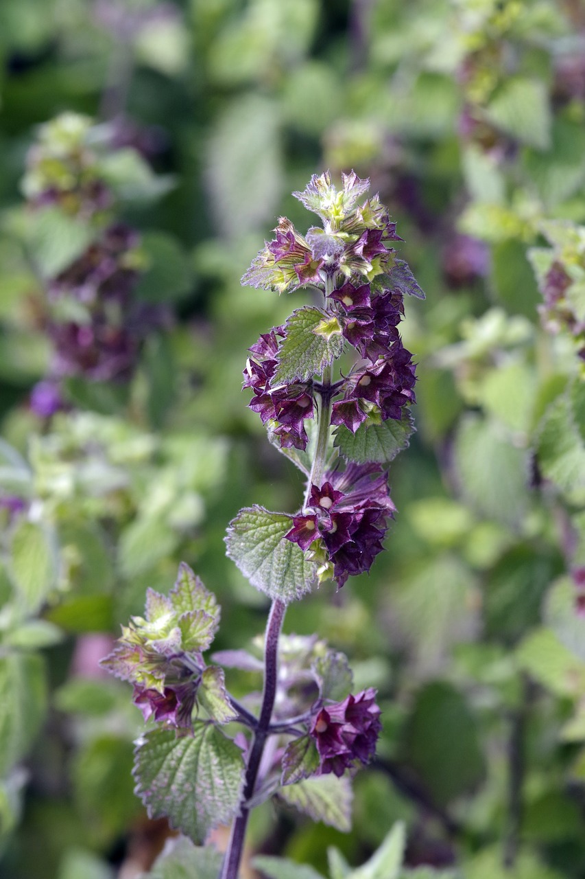 Miręs Dilbis, Wildflower, Violetinė, Gėlė, Piktžolių, Lamium Purpureum, Nemokamos Nuotraukos,  Nemokama Licenzija