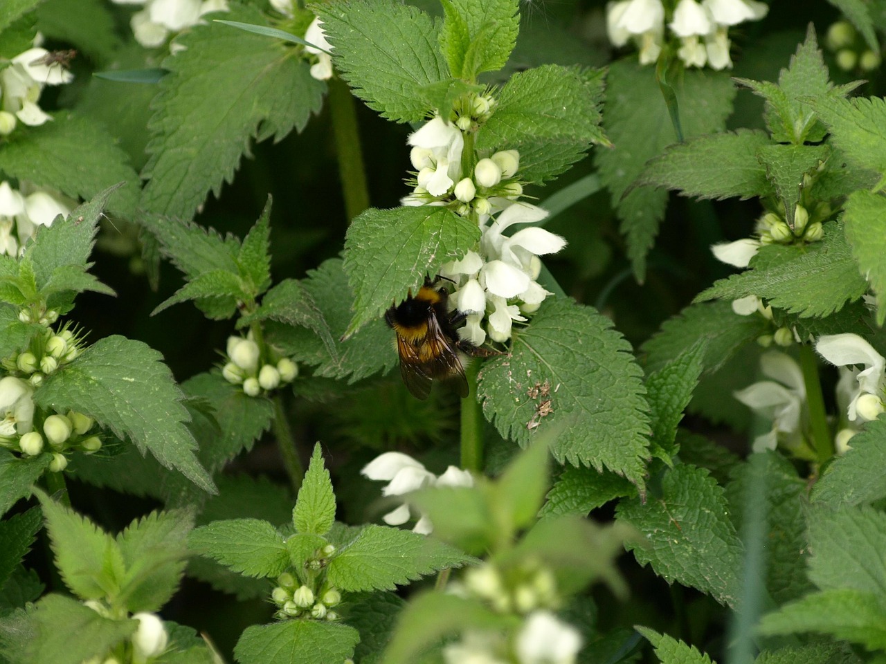 Miręs Dilbis, Baltas Negyvas Juostas, Hummel, Nemokamos Nuotraukos,  Nemokama Licenzija