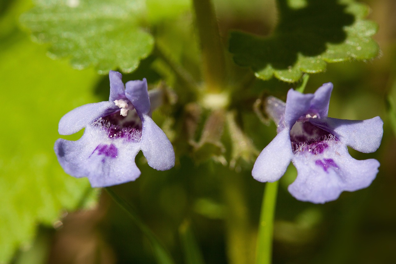 Miręs Dilbis, Lamium, Gentis, Lamiaceae Šeima, Lamiaceae, Žiedas, Žydėti, Gėlė, Laukinė Gėlė, Mažas