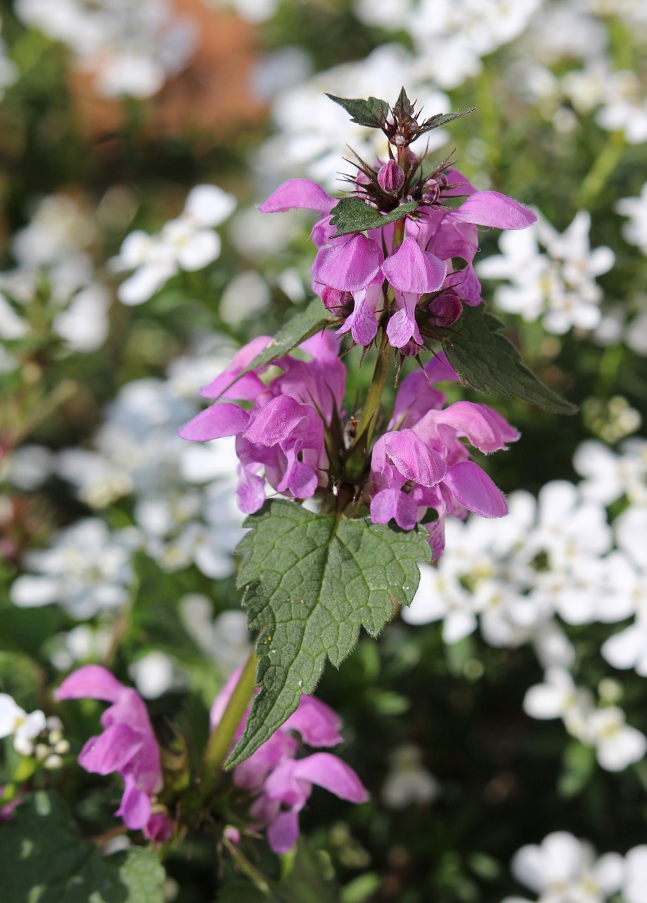 Notrelė,  Lamium,  Gėlė,  Augalų,  Žydi,  Dilgėlių,  Violetinė,  Gamta, Nemokamos Nuotraukos,  Nemokama Licenzija