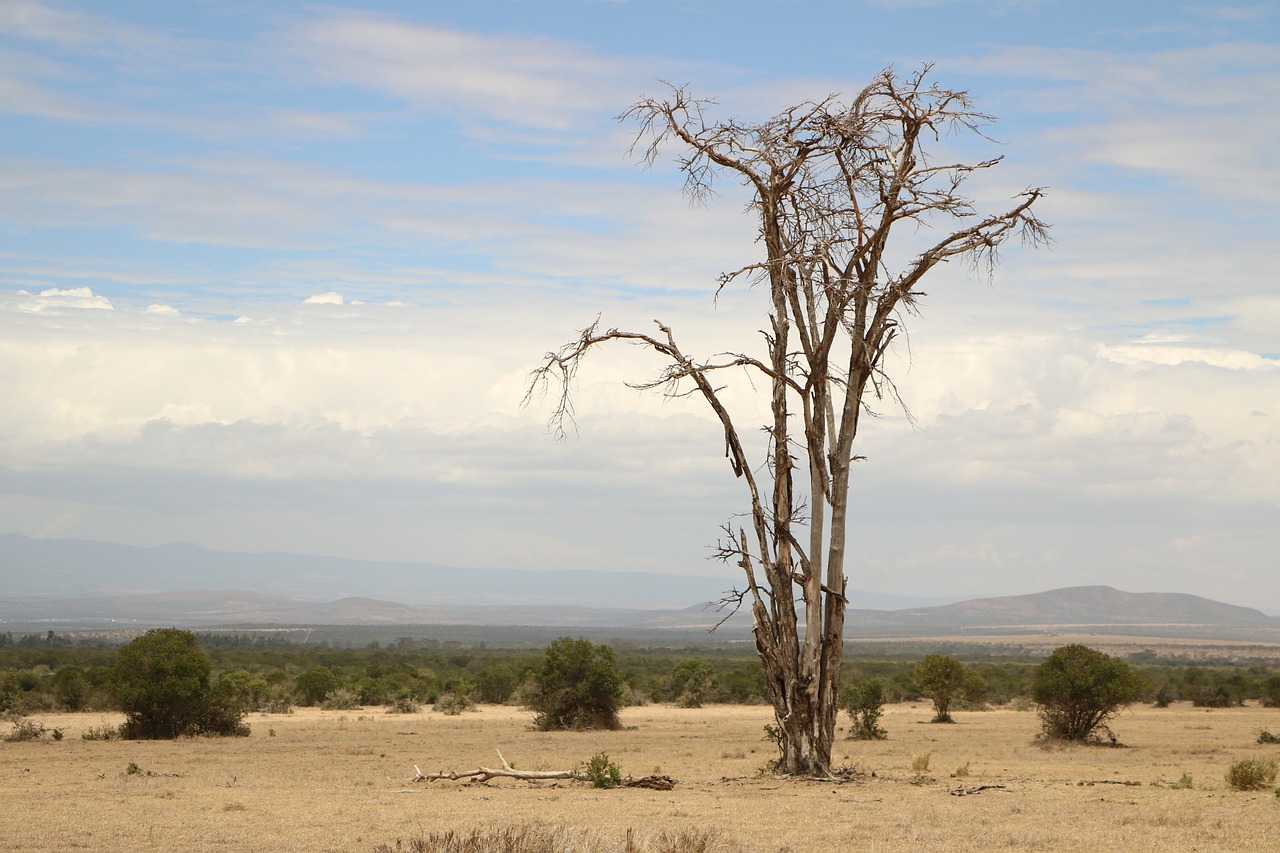 Miręs Medis, Savana, Afrika, Miręs, Medis, Nemokamos Nuotraukos,  Nemokama Licenzija