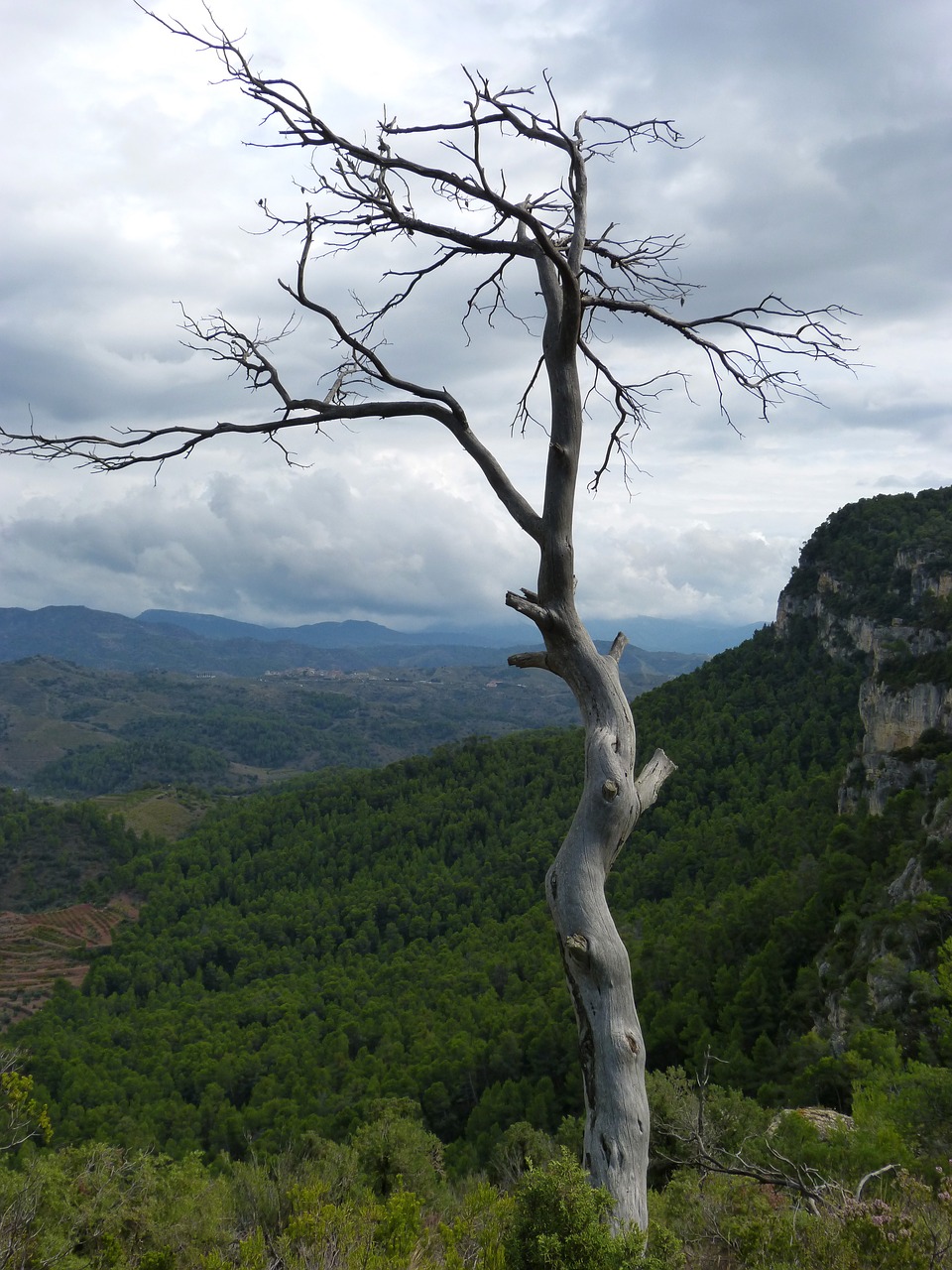 Miręs Medis, Bagažinė, Miškas, Simbolis, Metafora, Nemokamos Nuotraukos,  Nemokama Licenzija