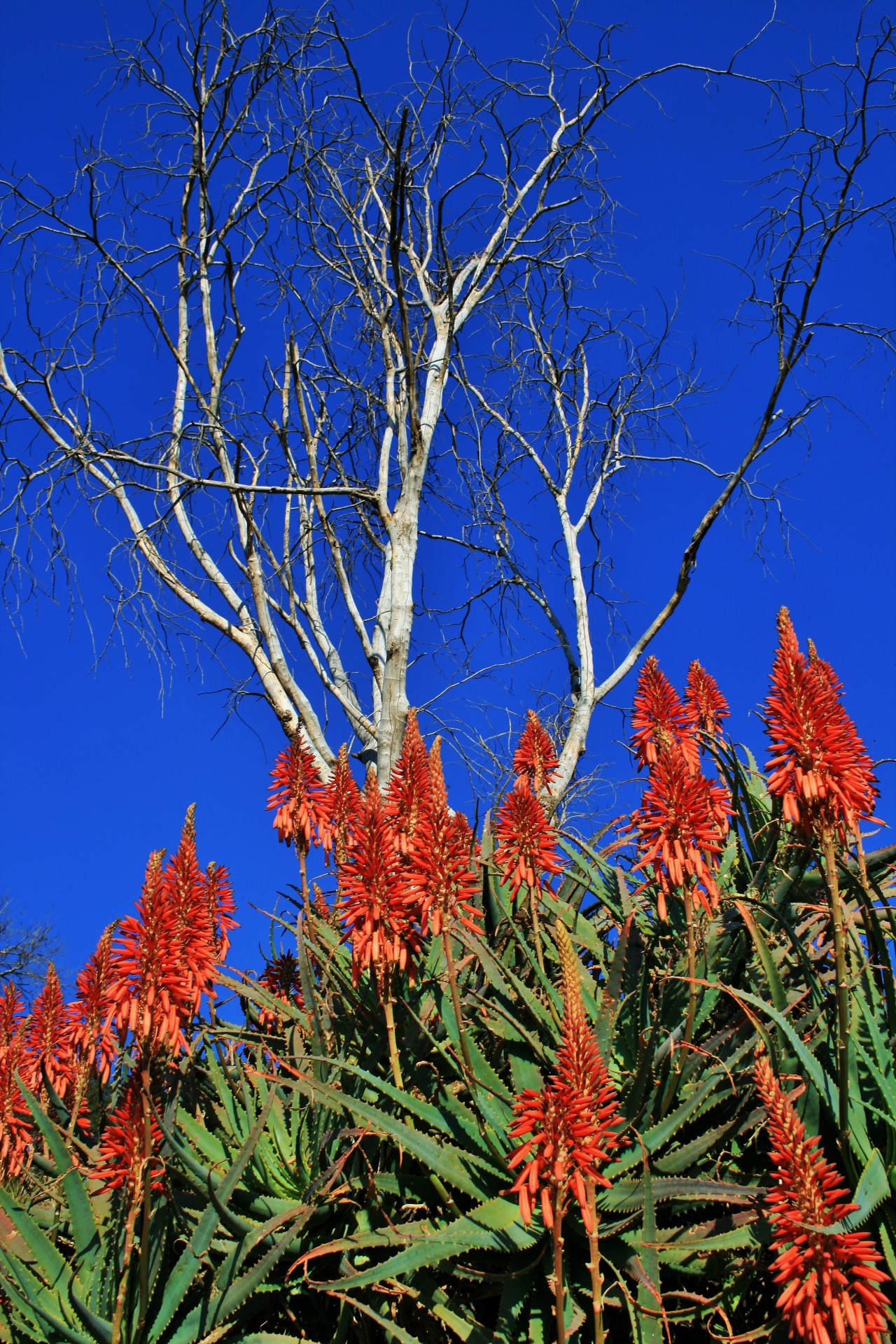 Medis,  Miręs,  Balta,  Dangus,  Mėlynas,  Aloes,  Oranžinė,  Miręs Medis Ir Alavijas, Nemokamos Nuotraukos,  Nemokama Licenzija